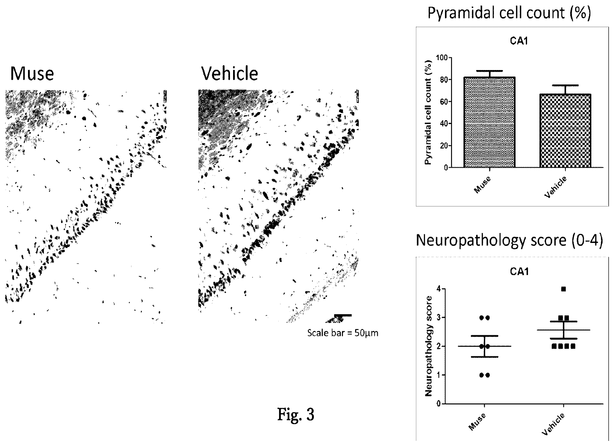 Patent US12599631 Figure 2 – Agent for treating or preventing vascular dementia