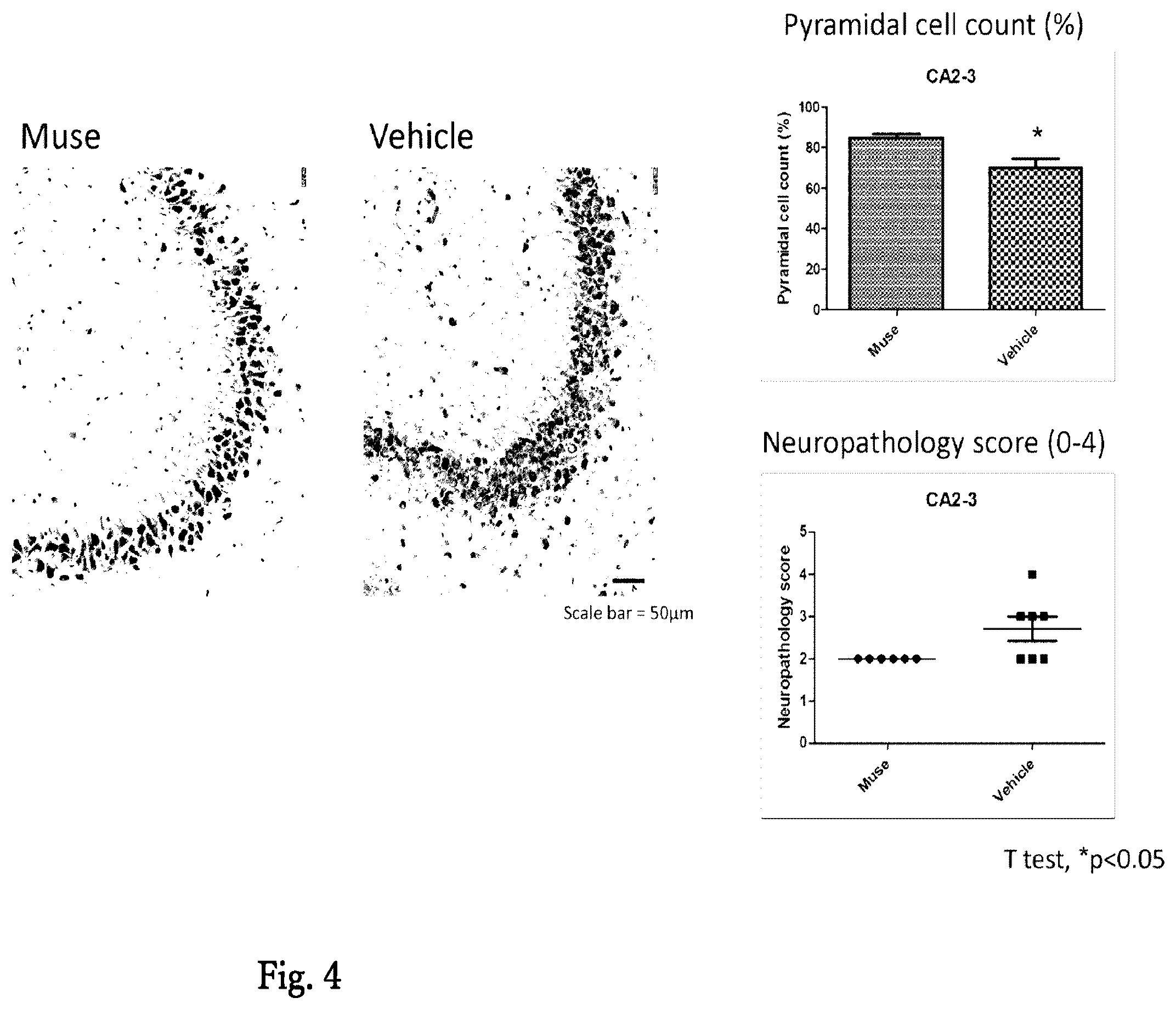 Patent US12599631 Figure 3 – Agent for treating or preventing vascular dementia