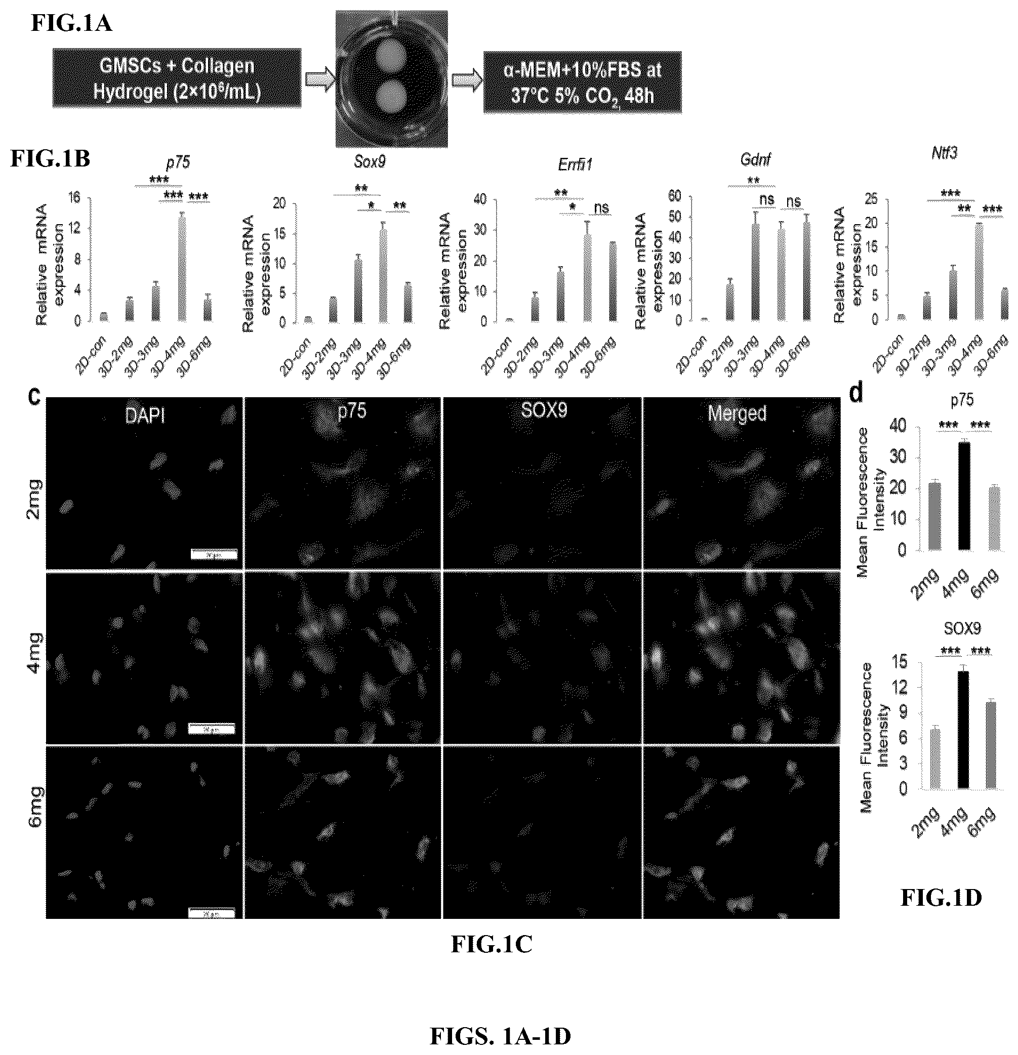 Patent US12599634 Figure 1 – Nerve guidance conduit comprising neural crest stem-like cells and/or Schwann cell precursor-like cells and methods of making and using the same