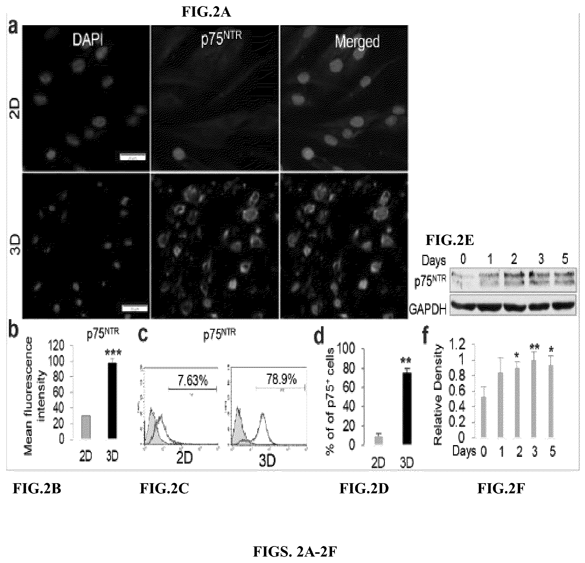 Patent US12599634 Figure 2 – Nerve guidance conduit comprising neural crest stem-like cells and/or Schwann cell precursor-like cells and methods of making and using the same