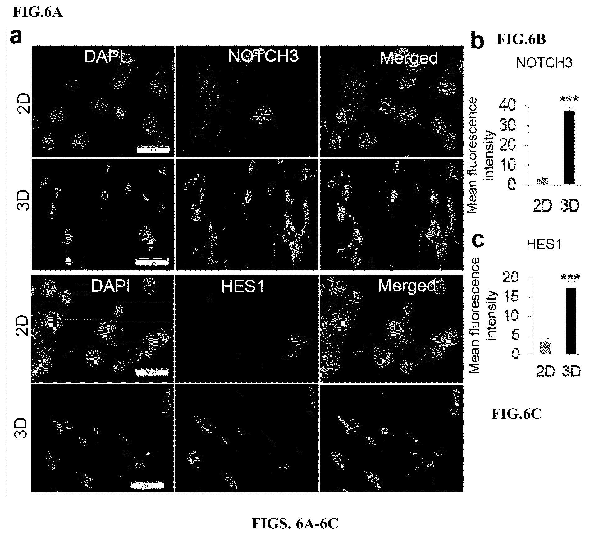 Patent US12599634 Figure 6 – Nerve guidance conduit comprising neural crest stem-like cells and/or Schwann cell precursor-like cells and methods of making and using the same