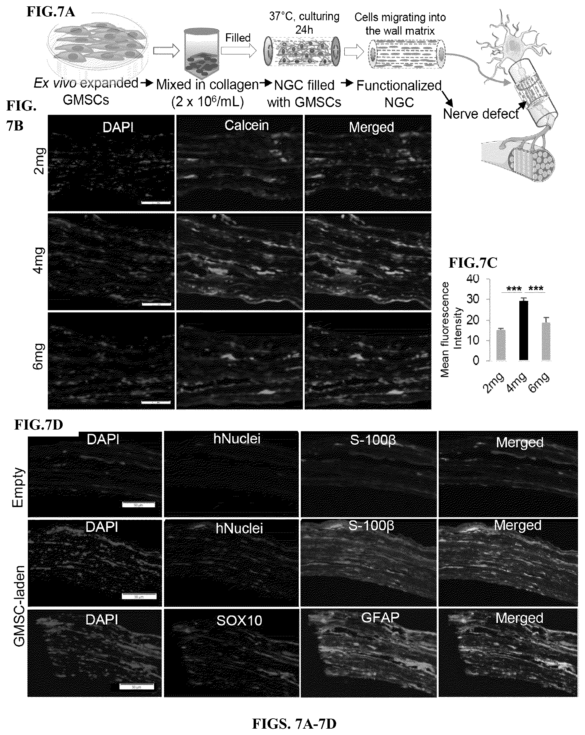 Patent US12599634 Figure 8 – Nerve guidance conduit comprising neural crest stem-like cells and/or Schwann cell precursor-like cells and methods of making and using the same