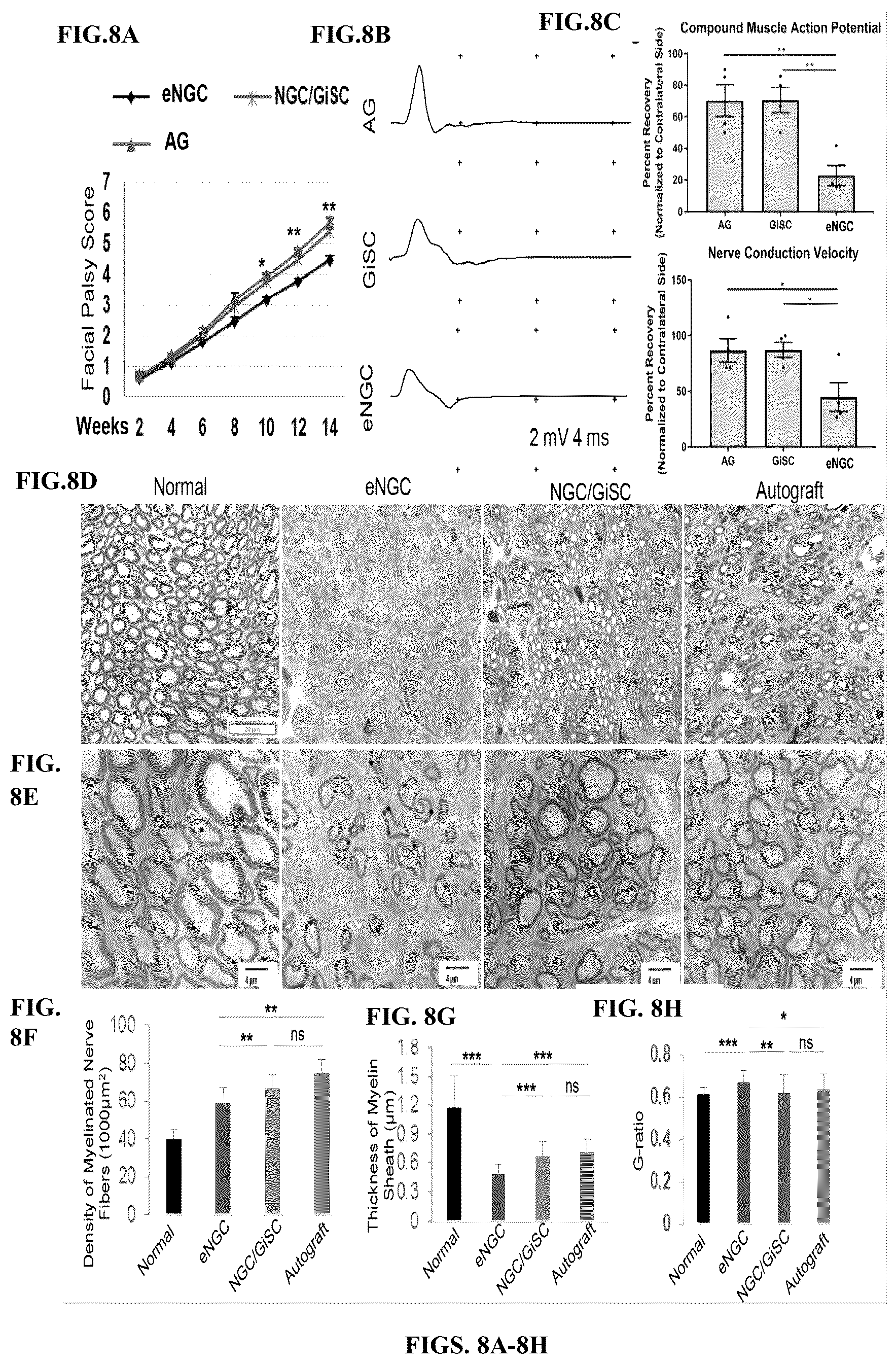 Patent US12599634 Figure 9 – Nerve guidance conduit comprising neural crest stem-like cells and/or Schwann cell precursor-like cells and methods of making and using the same