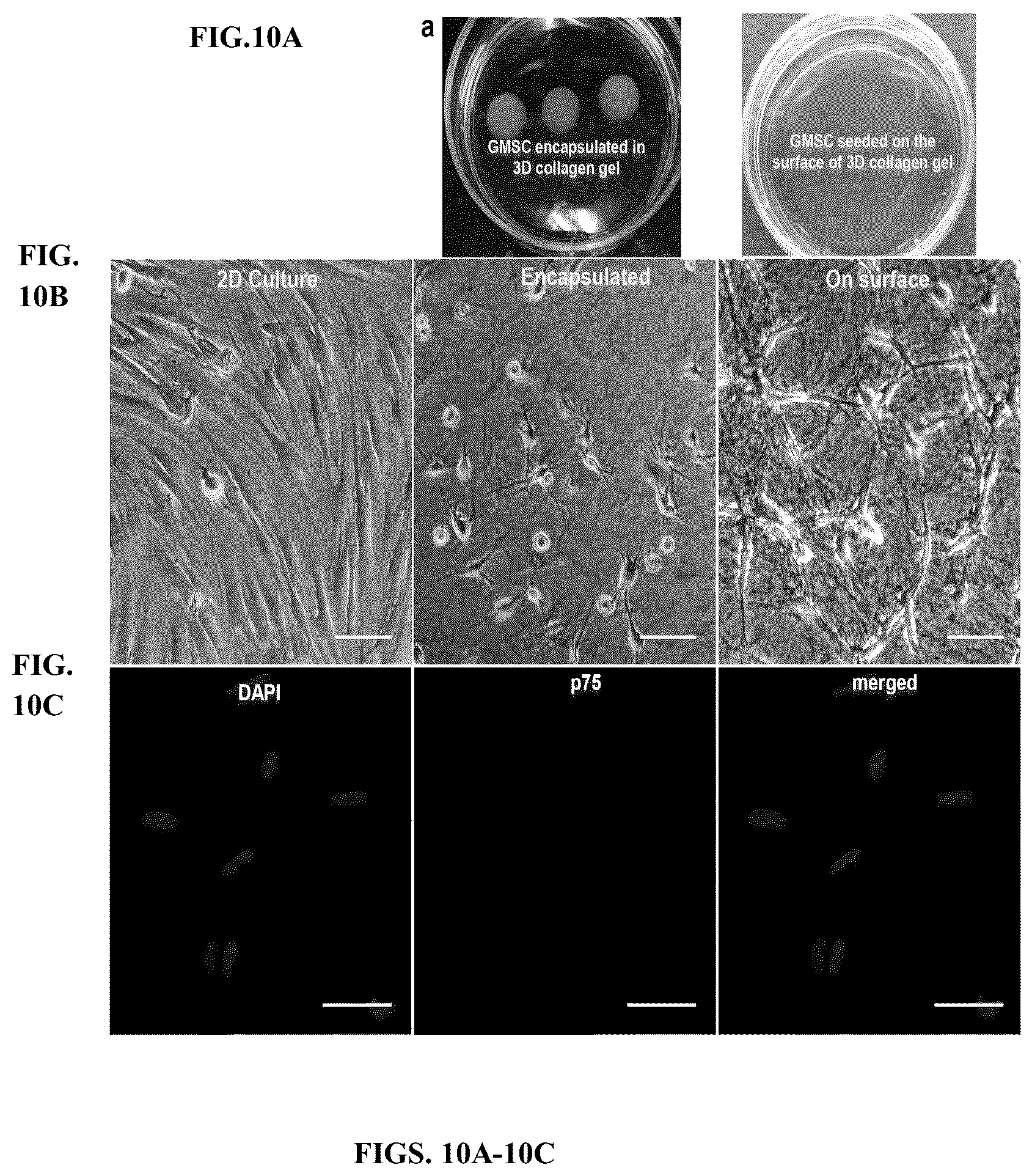 Patent US12599634 Figure 11 – Nerve guidance conduit comprising neural crest stem-like cells and/or Schwann cell precursor-like cells and methods of making and using the same