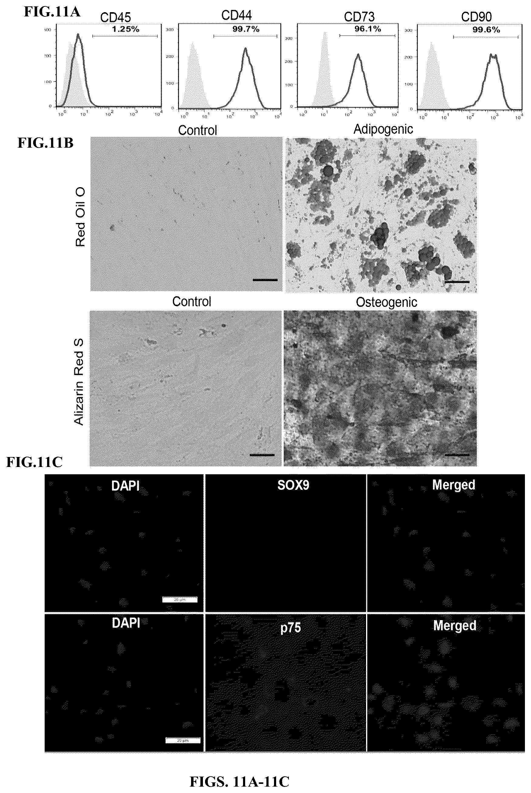 Patent US12599634 Figure 12 – Nerve guidance conduit comprising neural crest stem-like cells and/or Schwann cell precursor-like cells and methods of making and using the same
