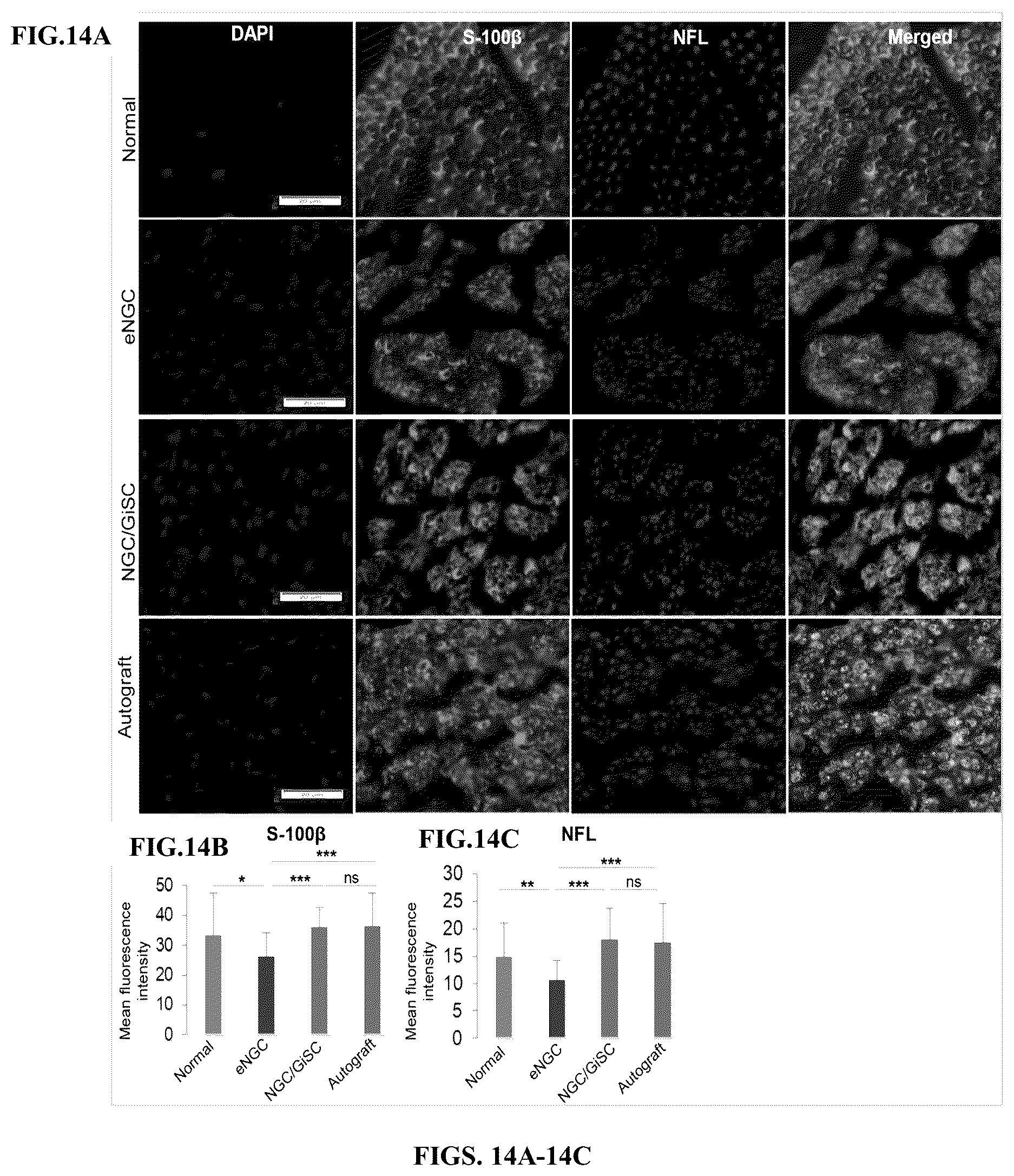 Patent US12599634 Figure 15 – Nerve guidance conduit comprising neural crest stem-like cells and/or Schwann cell precursor-like cells and methods of making and using the same