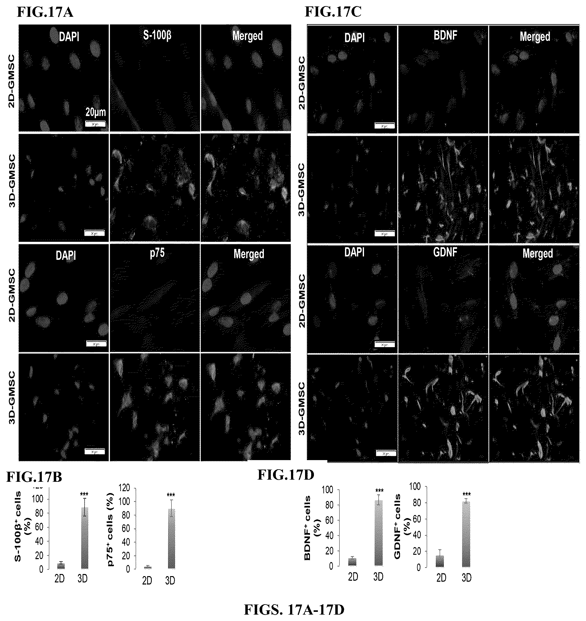 Patent US12599634 Figure 17 – Nerve guidance conduit comprising neural crest stem-like cells and/or Schwann cell precursor-like cells and methods of making and using the same