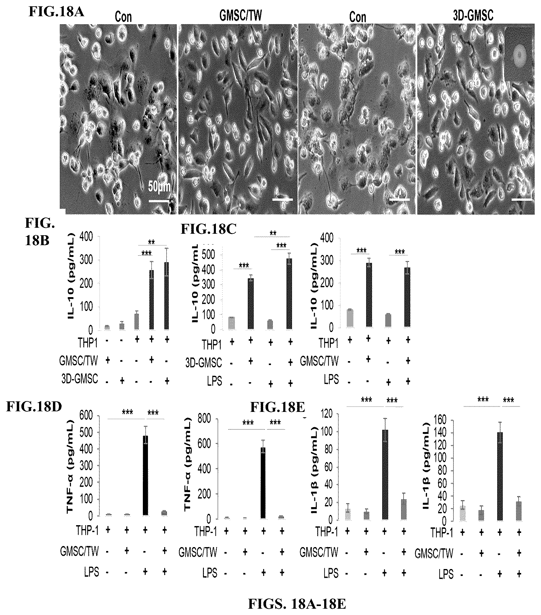Patent US12599634 Figure 18 – Nerve guidance conduit comprising neural crest stem-like cells and/or Schwann cell precursor-like cells and methods of making and using the same