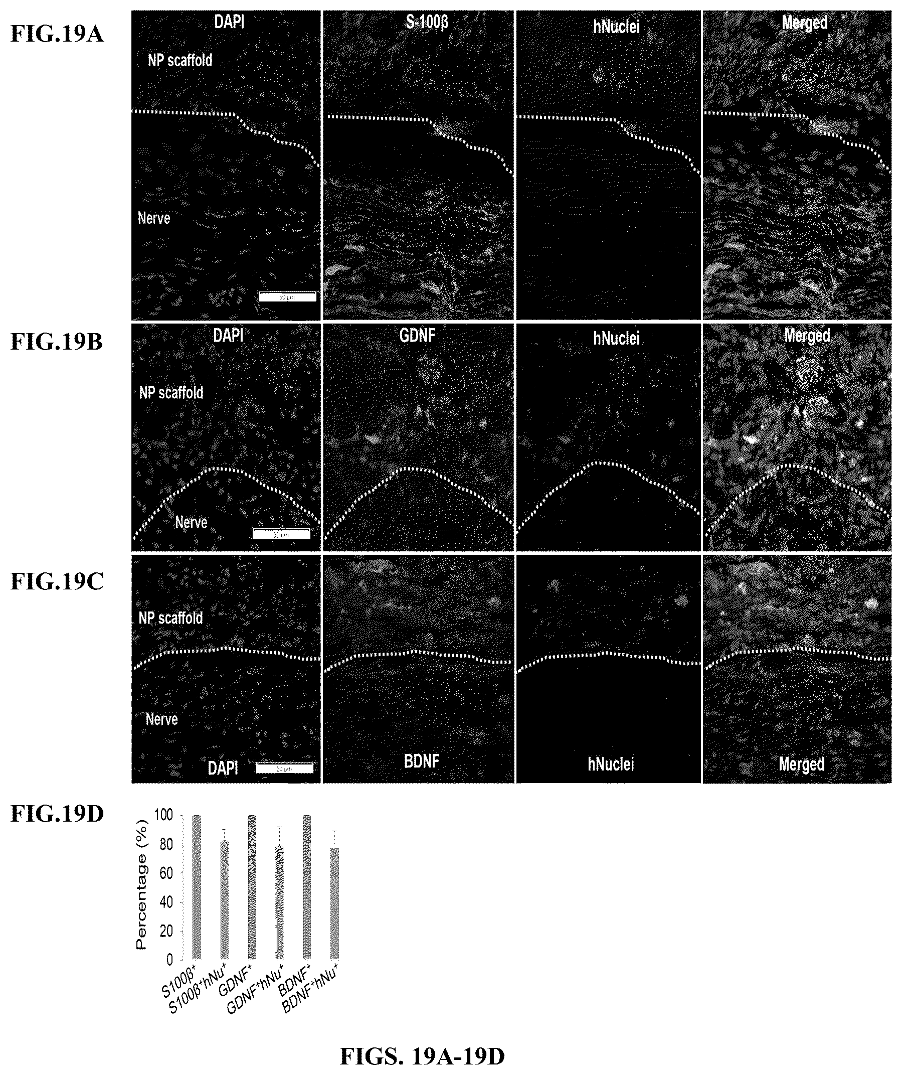 Patent US12599634 Figure 19 – Nerve guidance conduit comprising neural crest stem-like cells and/or Schwann cell precursor-like cells and methods of making and using the same