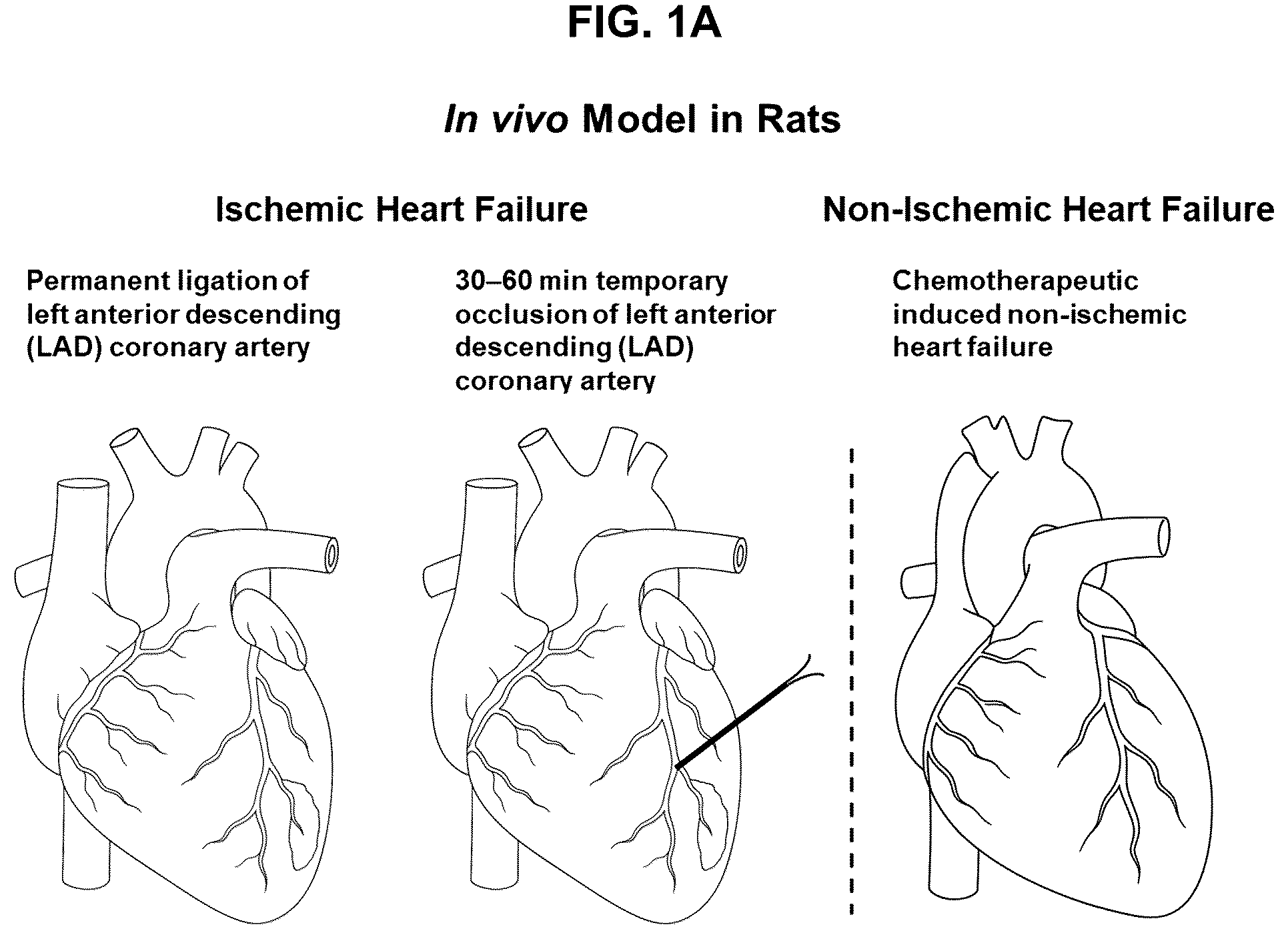 Patent US12599635 Figure 1 – Compositions and treatments for ischemic injuries