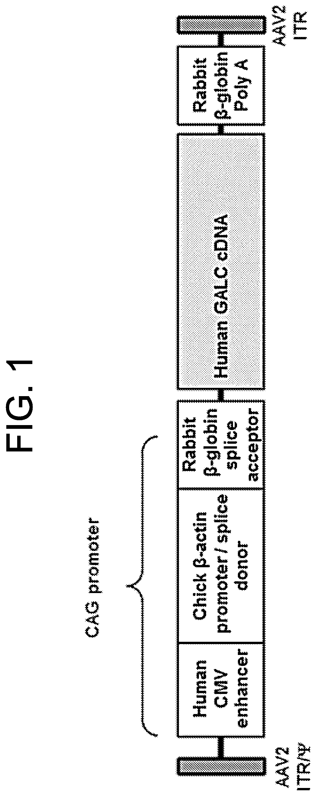 Patent US12599636 Figure 1 – Treatment of Krabbe disease with umbilical cord blood transplantion (UCBT) and increased galactocerebrosidase (GALC) expression