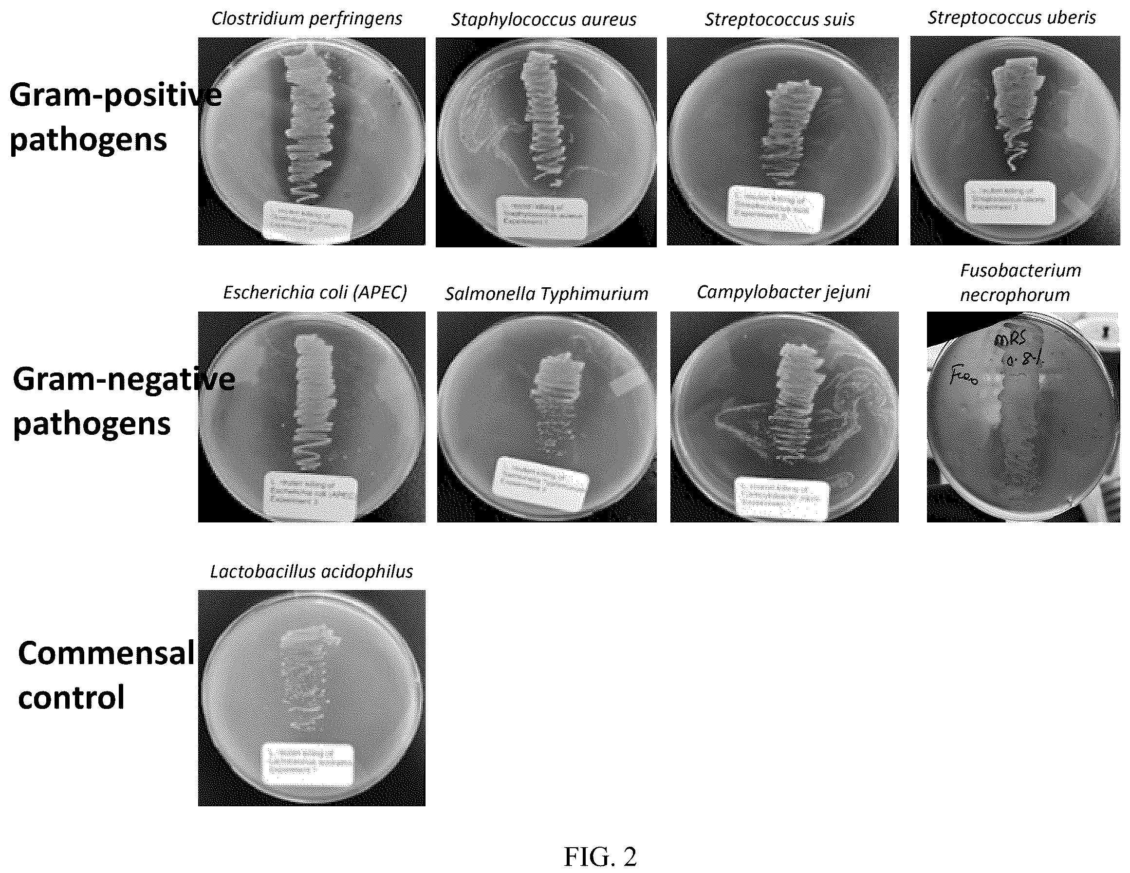 Patent US12599637 Figure 2 – Genetically modified Lactobacillus and uses thereof