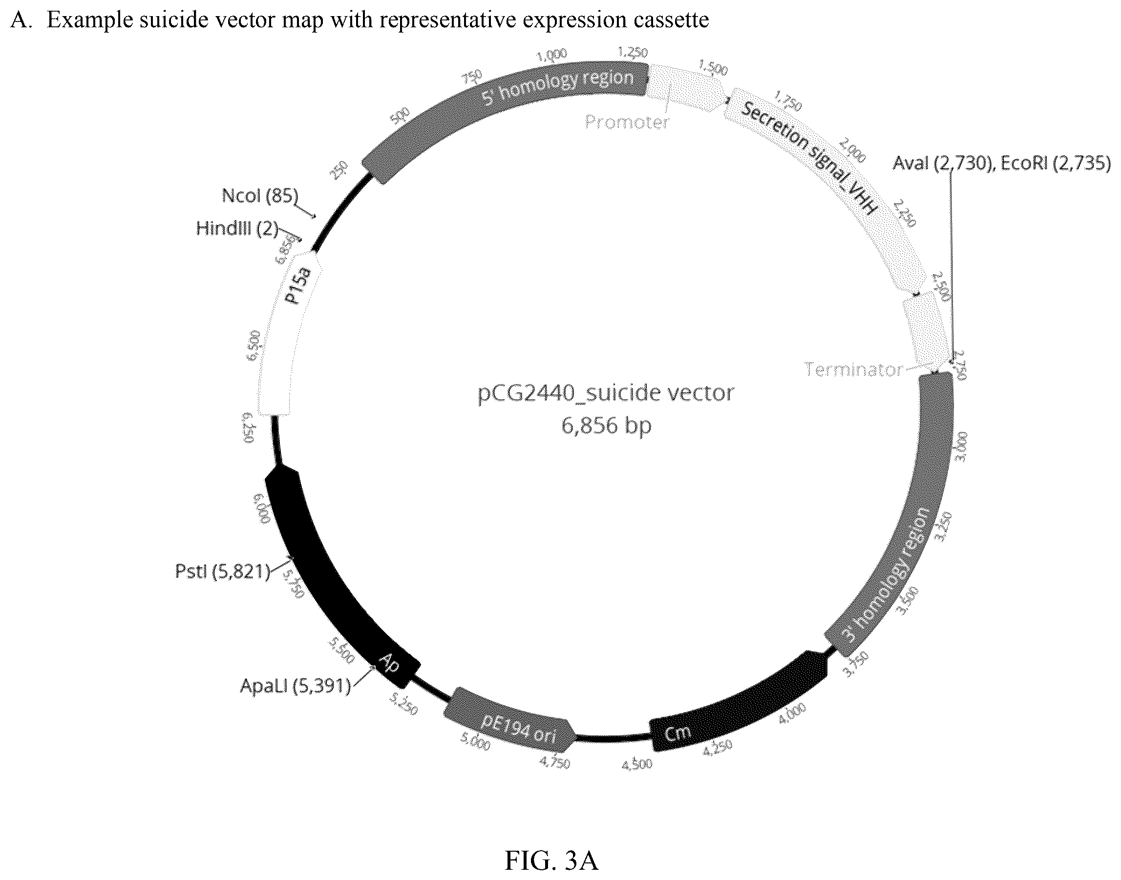 Patent US12599637 Figure 3 – Genetically modified Lactobacillus and uses thereof