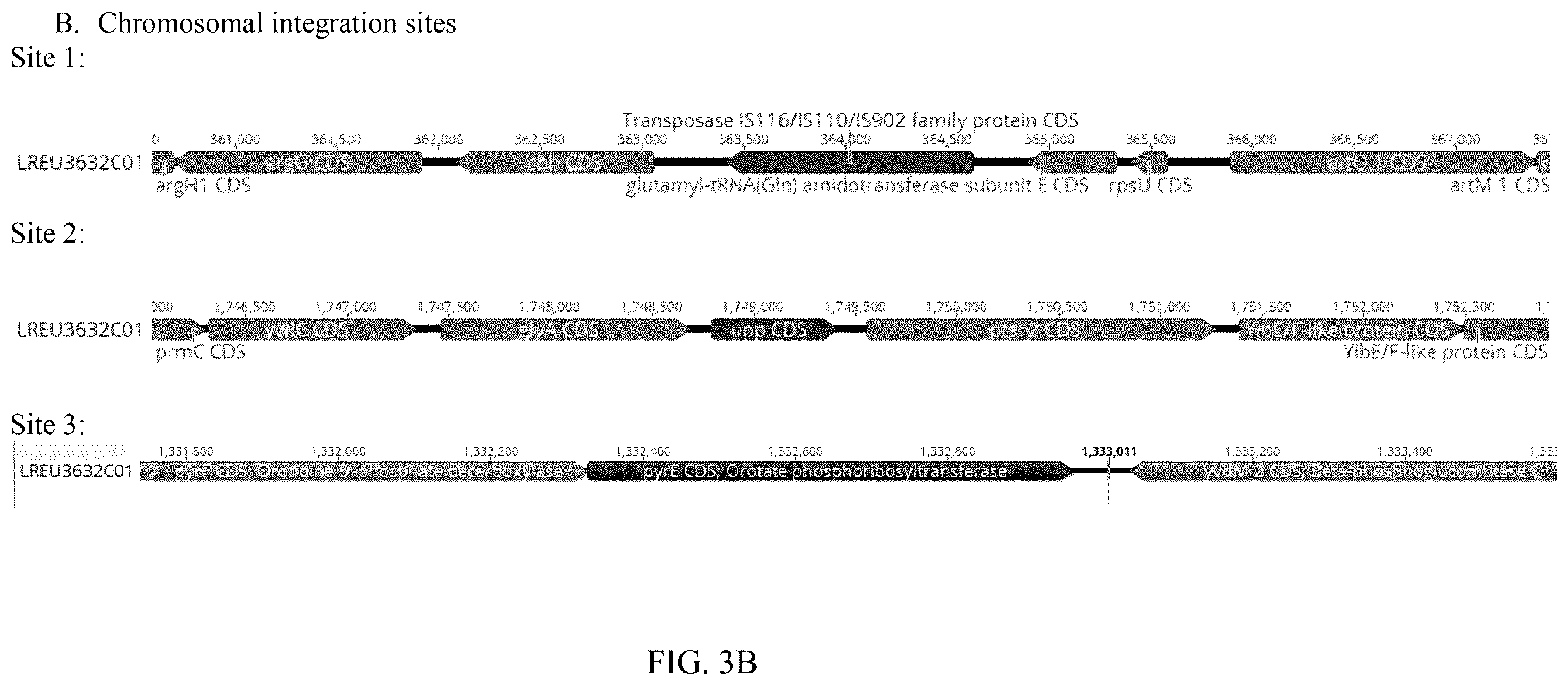 Patent US12599637 Figure 4 – Genetically modified Lactobacillus and uses thereof