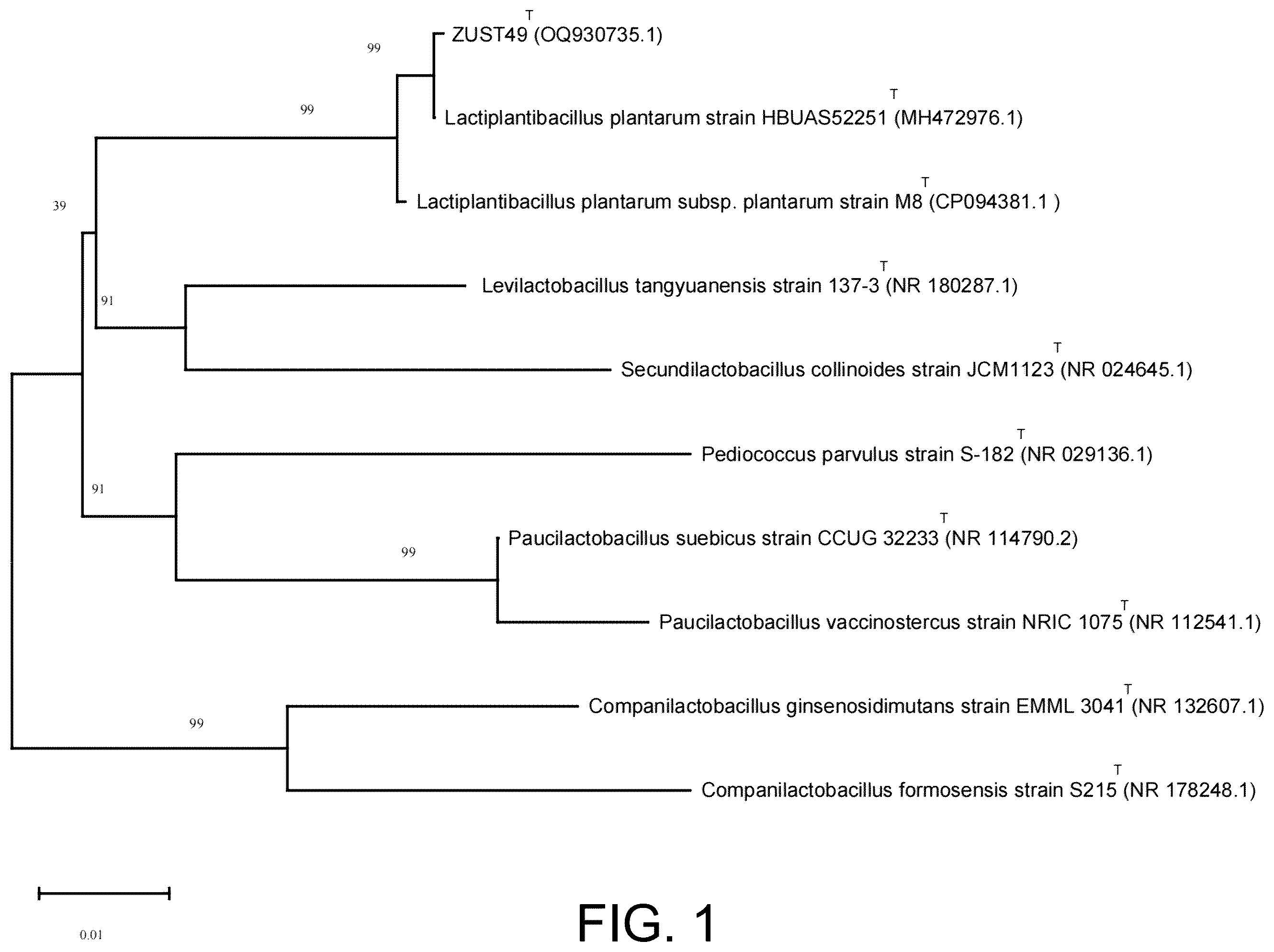 Patent US12599640 Figure 1 – Lactobacillus plantarum ZUST49 and bacterial agent, and use thereof