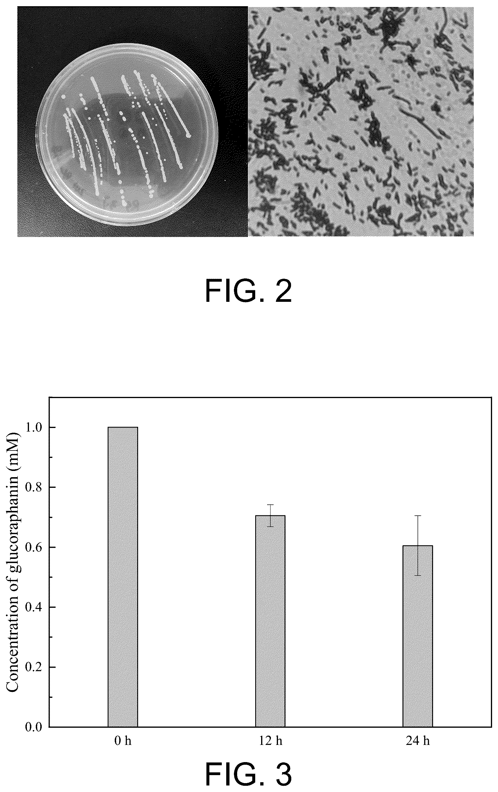 Patent US12599640 Figure 2 – Lactobacillus plantarum ZUST49 and bacterial agent, and use thereof