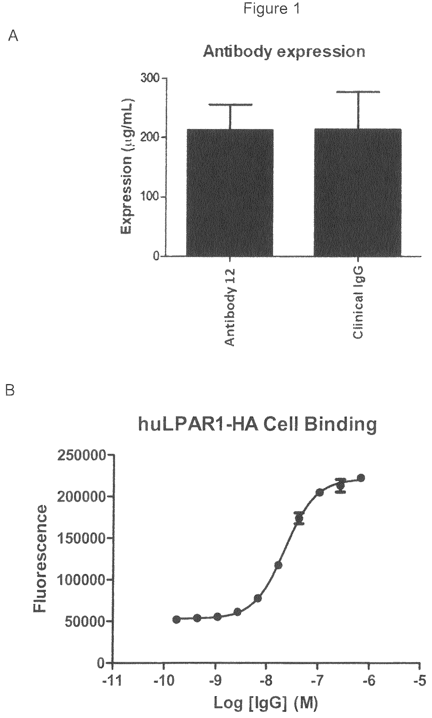 Patent US12599645 Figure 1 – Antibodies which bind to lysophosphatidic acid receptor 1 (LPAR1)