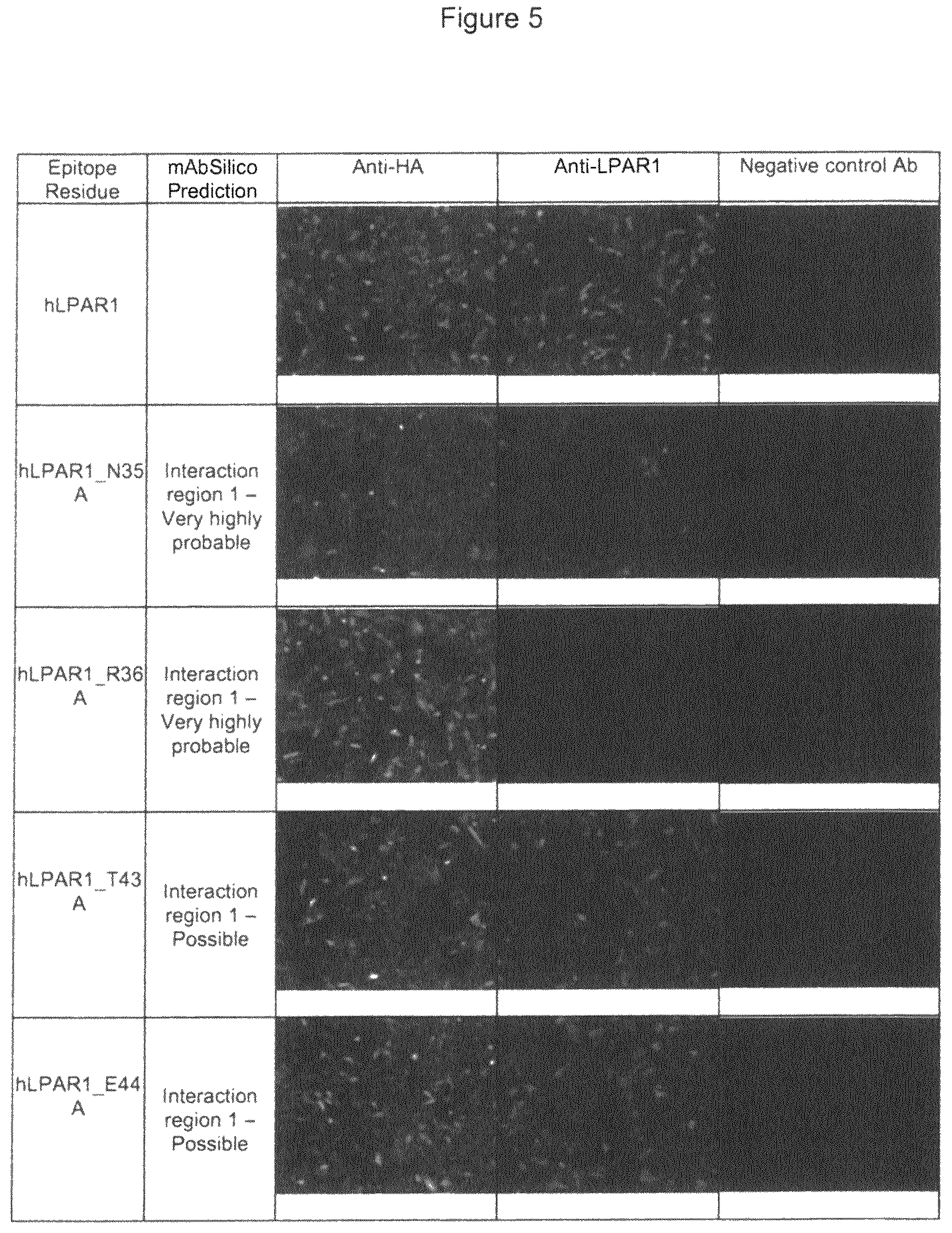 Patent US12599645 Figure 9 – Antibodies which bind to lysophosphatidic acid receptor 1 (LPAR1)
