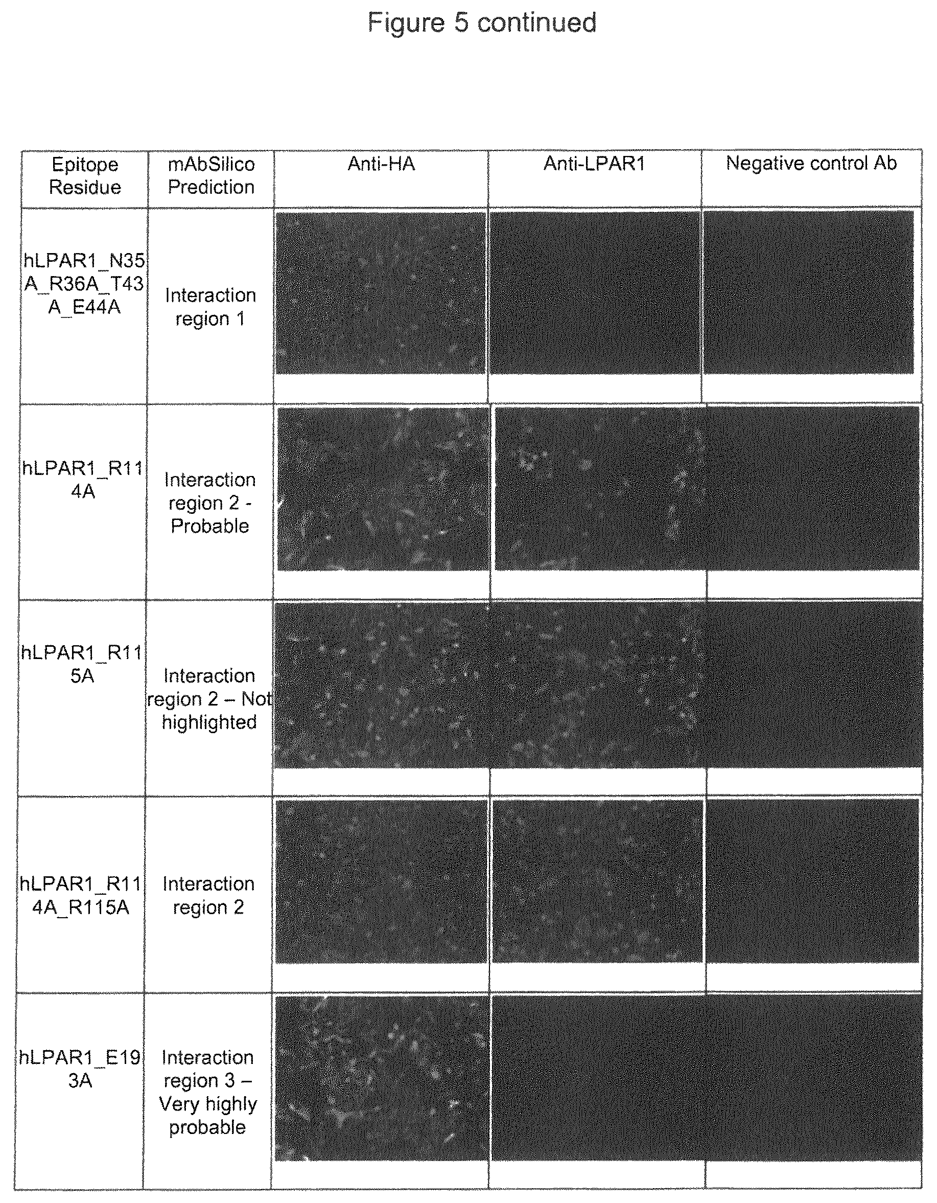 Patent US12599645 Figure 10 – Antibodies which bind to lysophosphatidic acid receptor 1 (LPAR1)