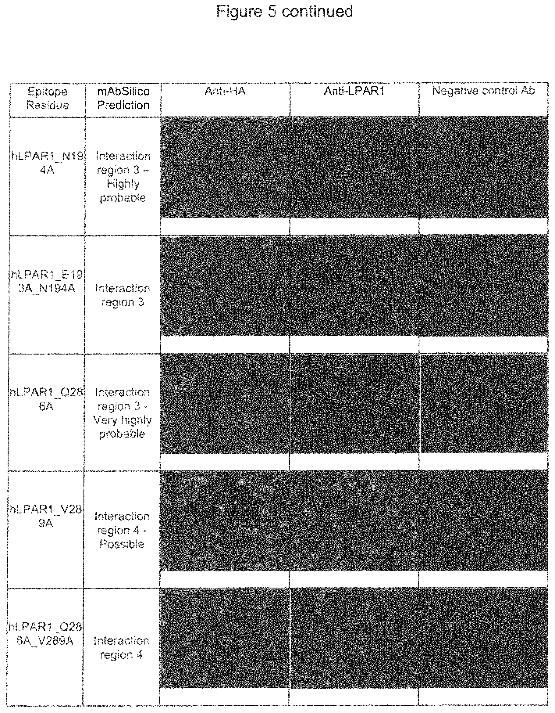 Patent US12599645 Figure 11 – Antibodies which bind to lysophosphatidic acid receptor 1 (LPAR1)