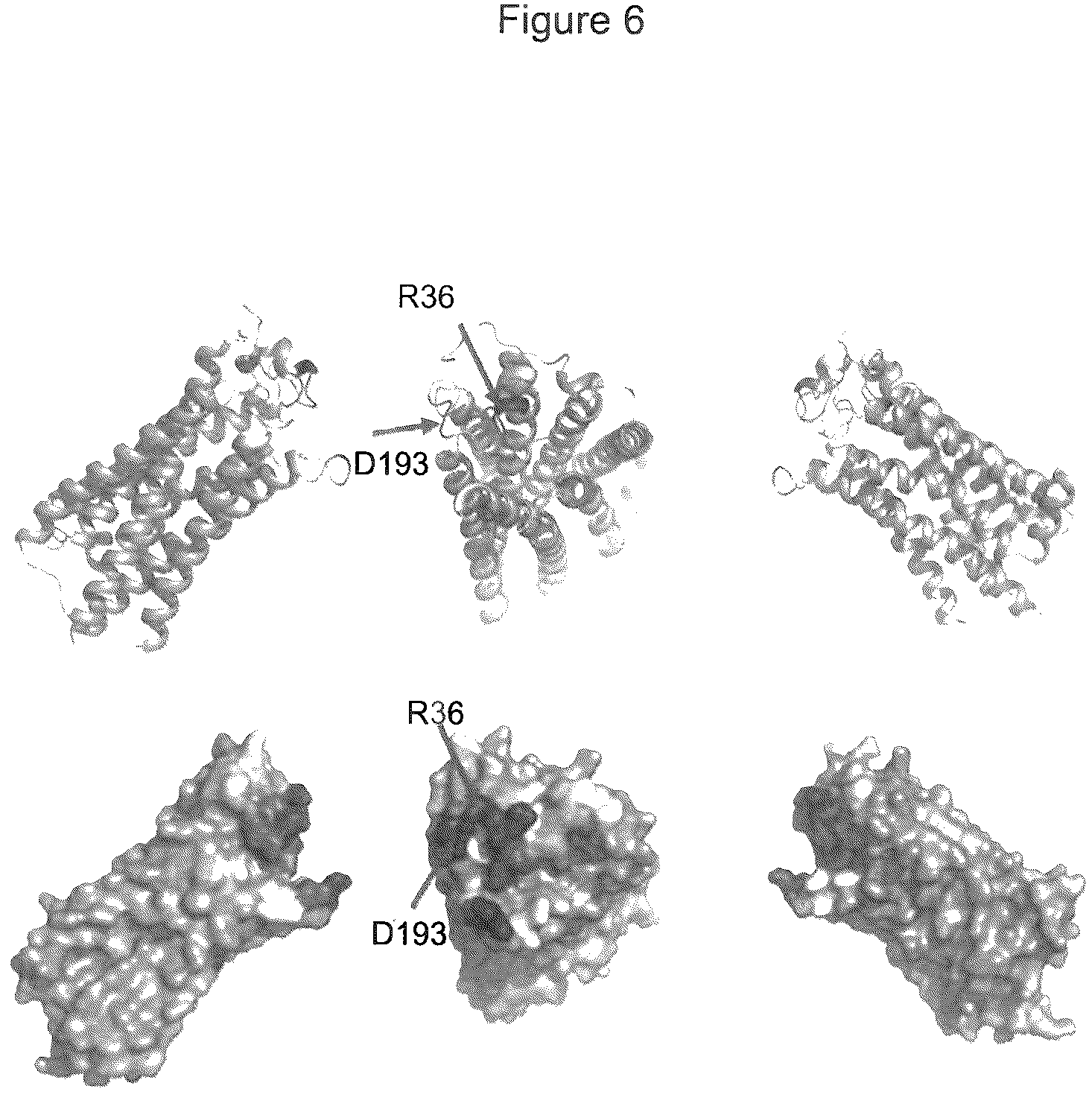 Patent US12599645 Figure 12 – Antibodies which bind to lysophosphatidic acid receptor 1 (LPAR1)