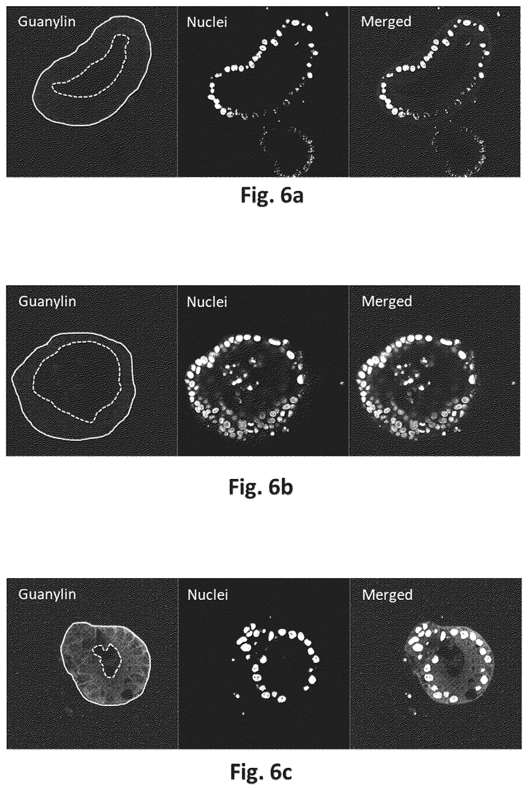 Patent US12599648 Figure 9 – Pharmaceutical composition comprising a combination of a guanylate cyclase C (GUCY2C) agonist and a short-chain fatty acid or prodrug thereof