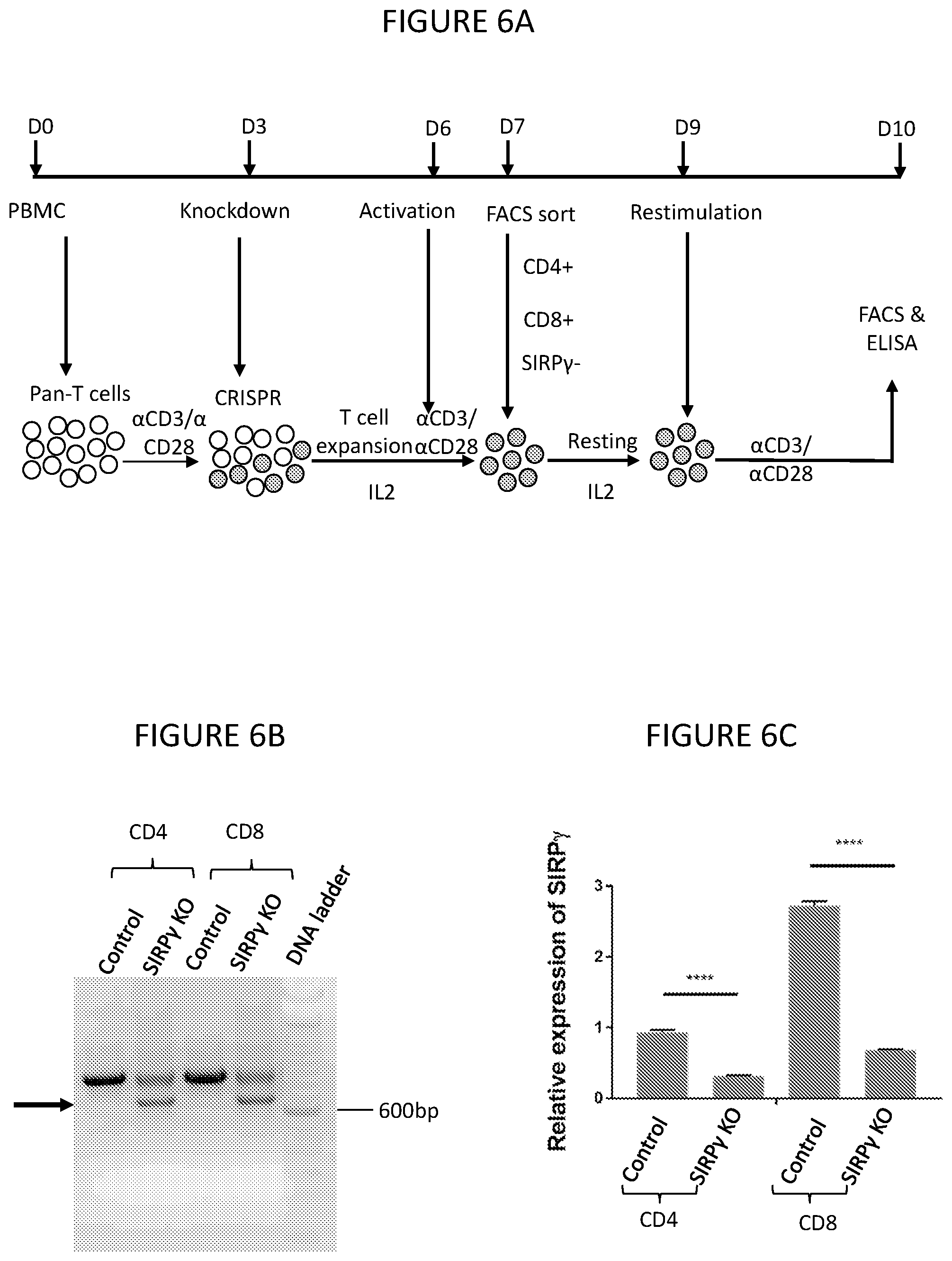 Patent US12599650 Figure 8 – Inhibition of SIRP-gamma for cancer treatment