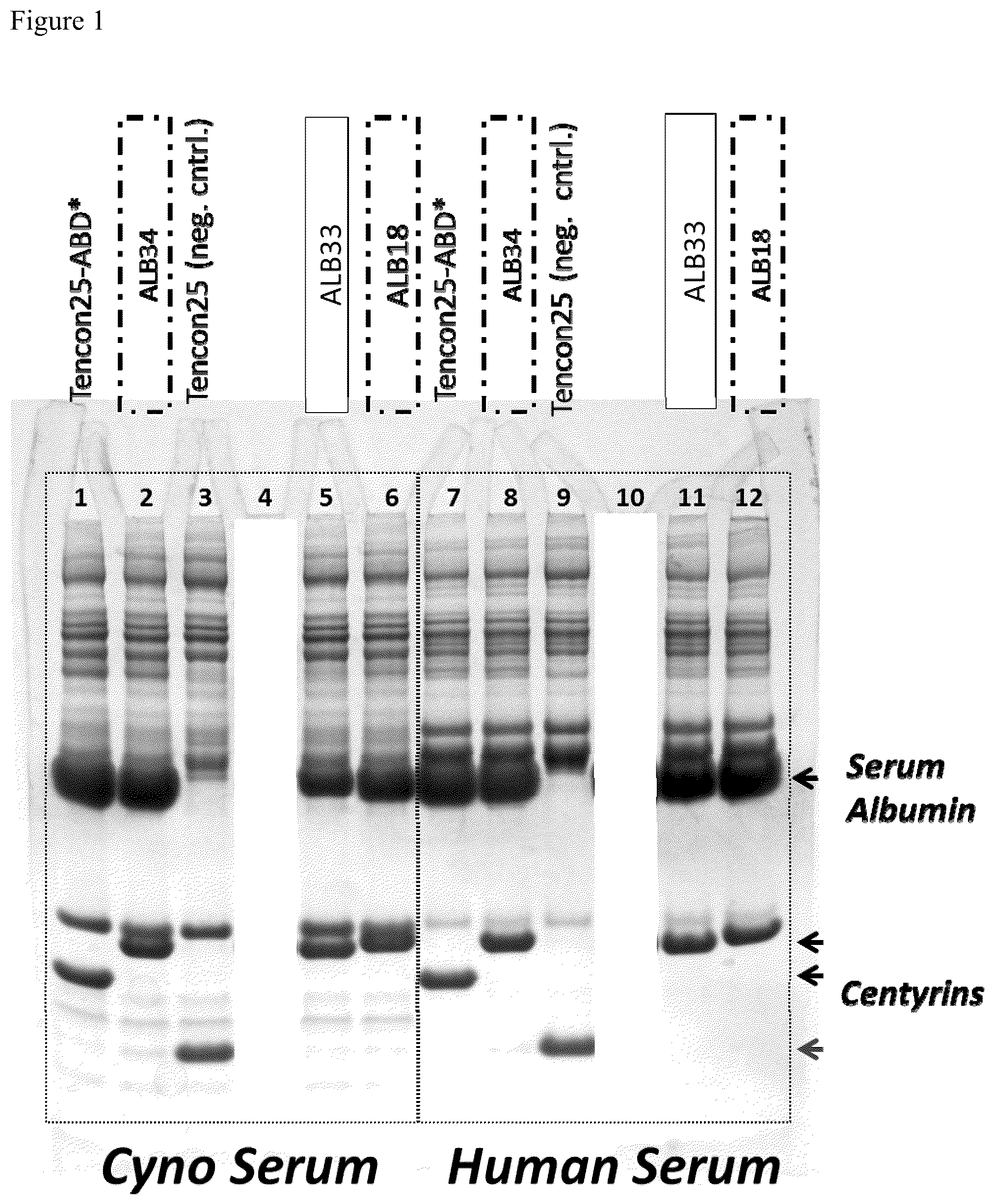Patent US12599652 — Serum albumin-binding fibronectin type III domains — Figure 1