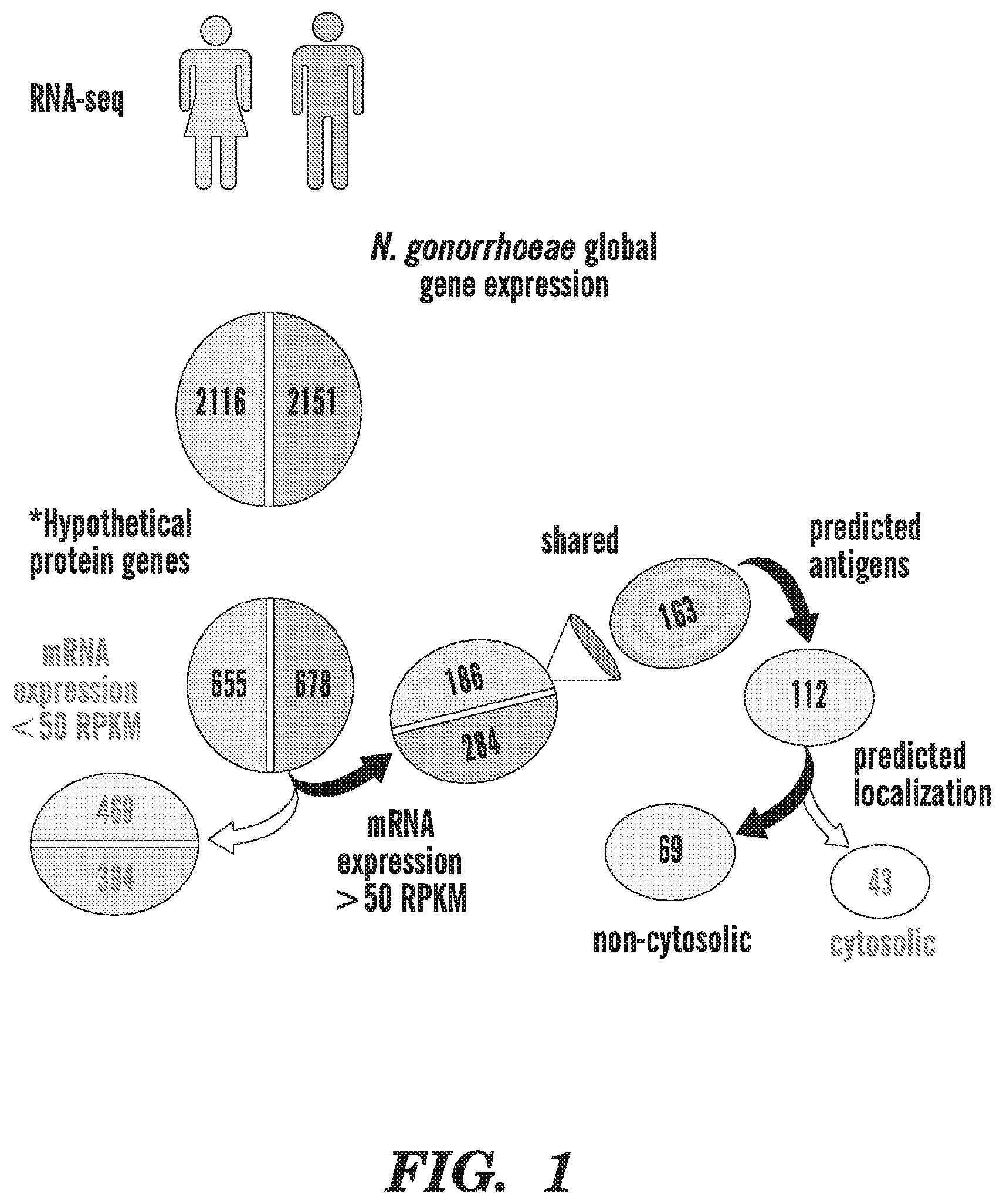 Patent US12599655 Figure 1 – Neisseria gonorrhoeae vaccine compositions and methods of selecting antigens