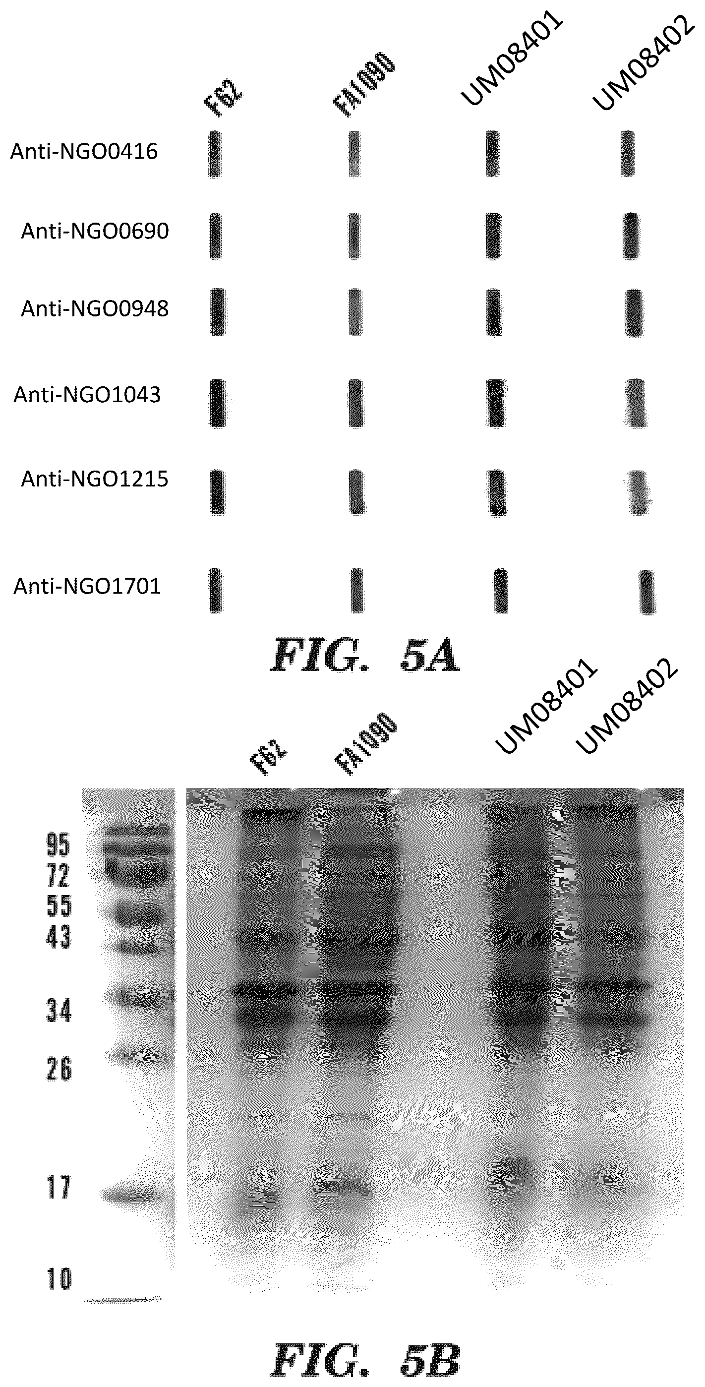 Patent US12599655 Figure 6 – Neisseria gonorrhoeae vaccine compositions and methods of selecting antigens