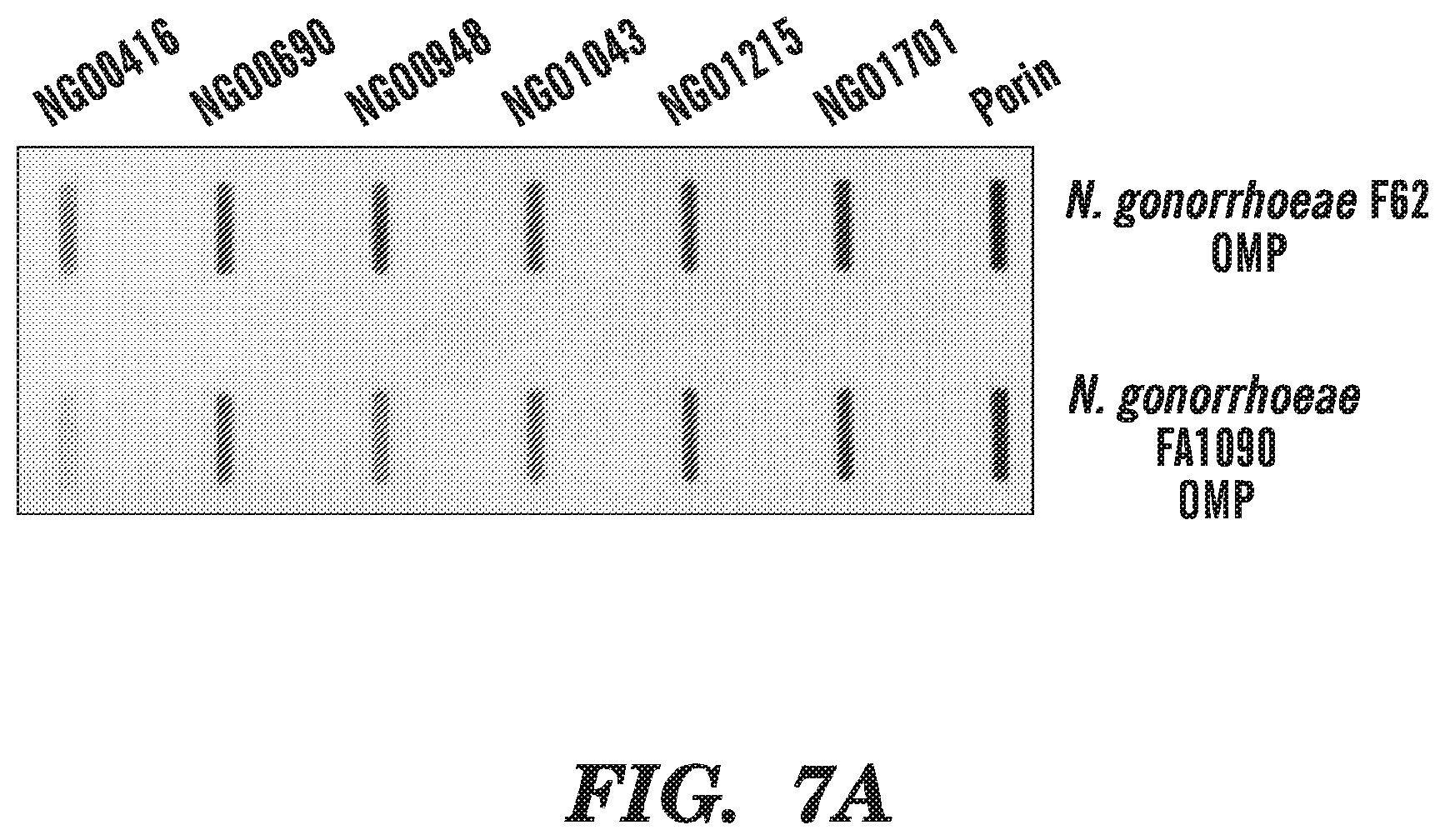 Patent US12599655 Figure 9 – Neisseria gonorrhoeae vaccine compositions and methods of selecting antigens