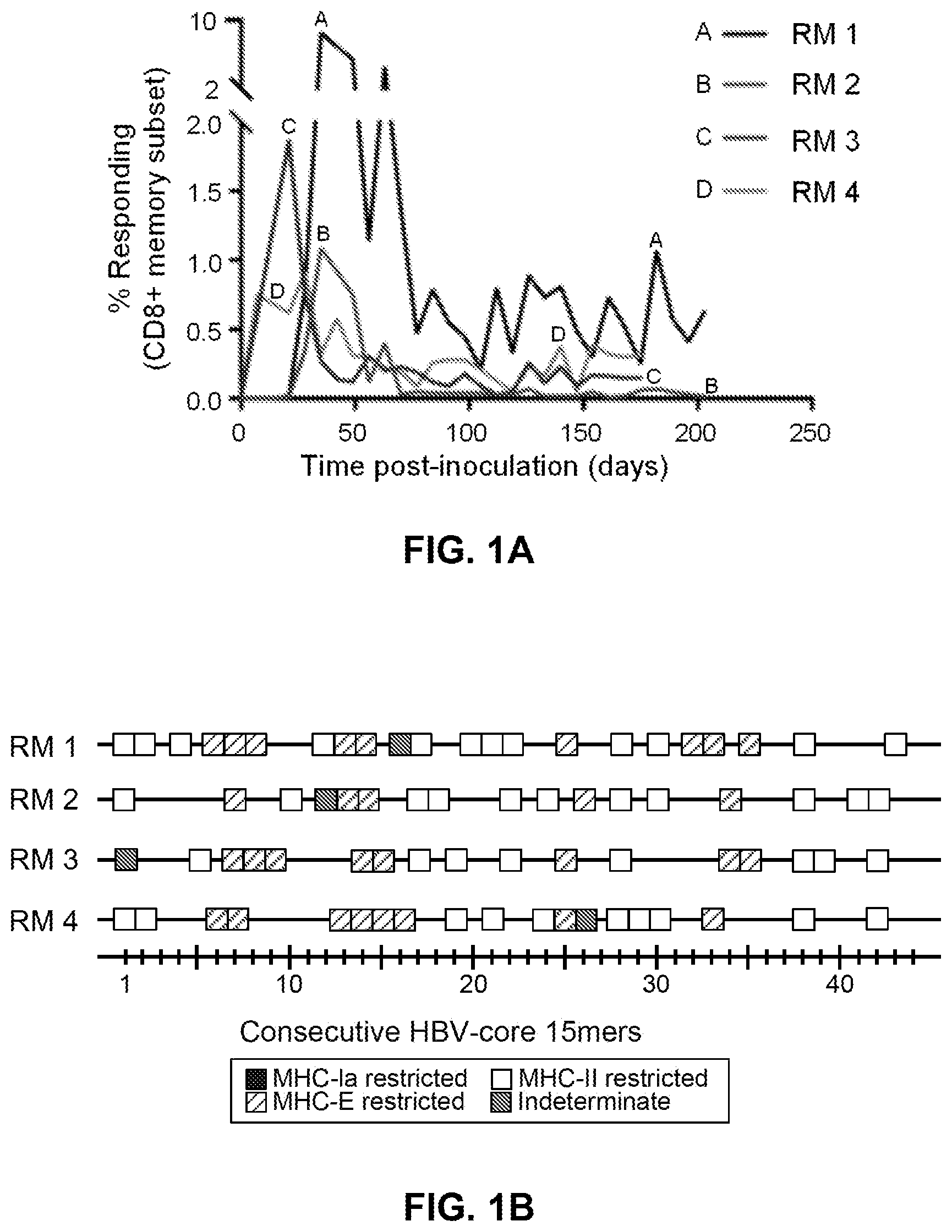 Patent US12599658 Figure 1 – Hepatitis B virus-specific T cell responses