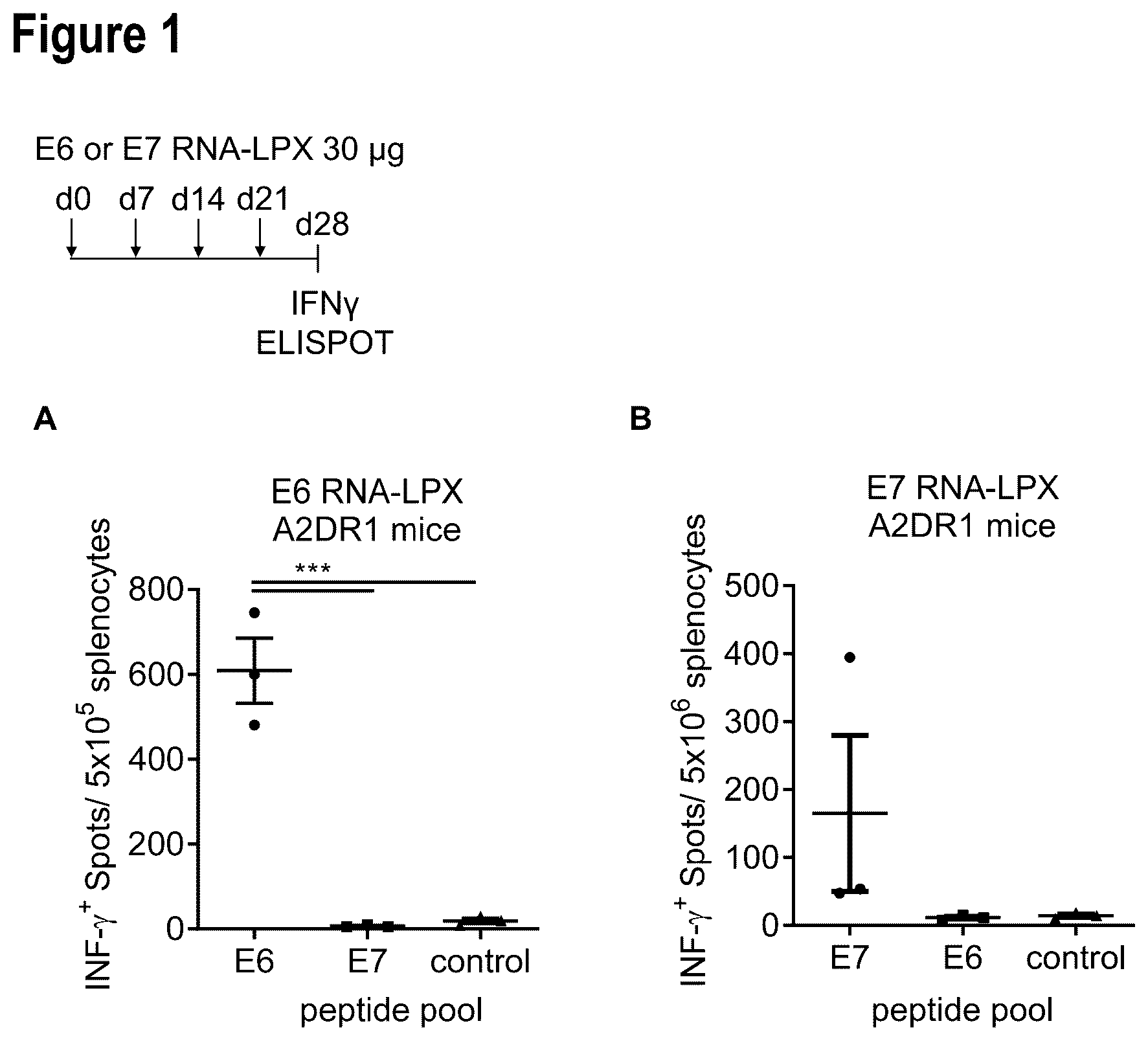 Patent US12599660 Figure 1 – Therapeutic RNA for HPV-positive cancer