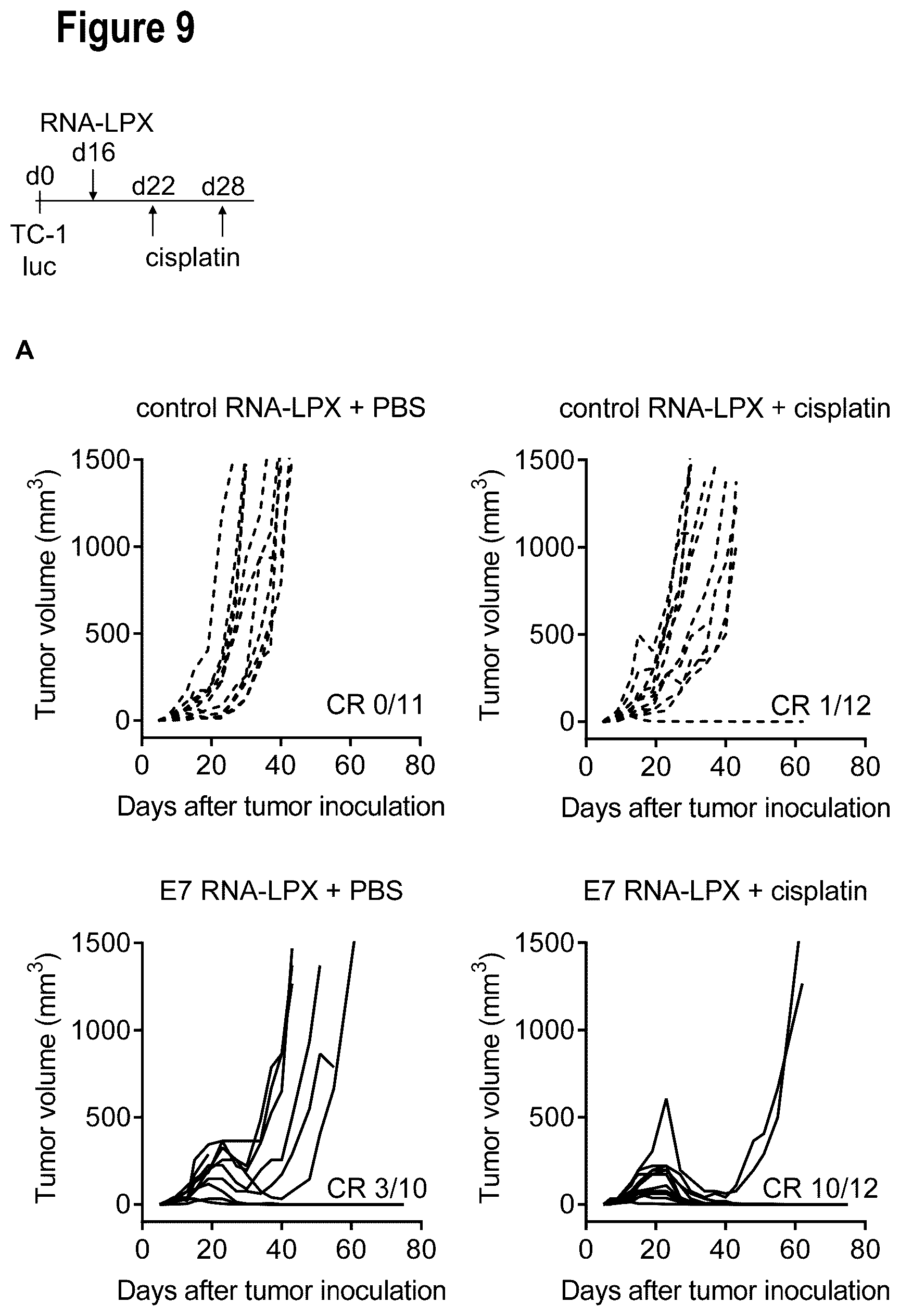 Patent US12599660 Figure 20 – Therapeutic RNA for HPV-positive cancer