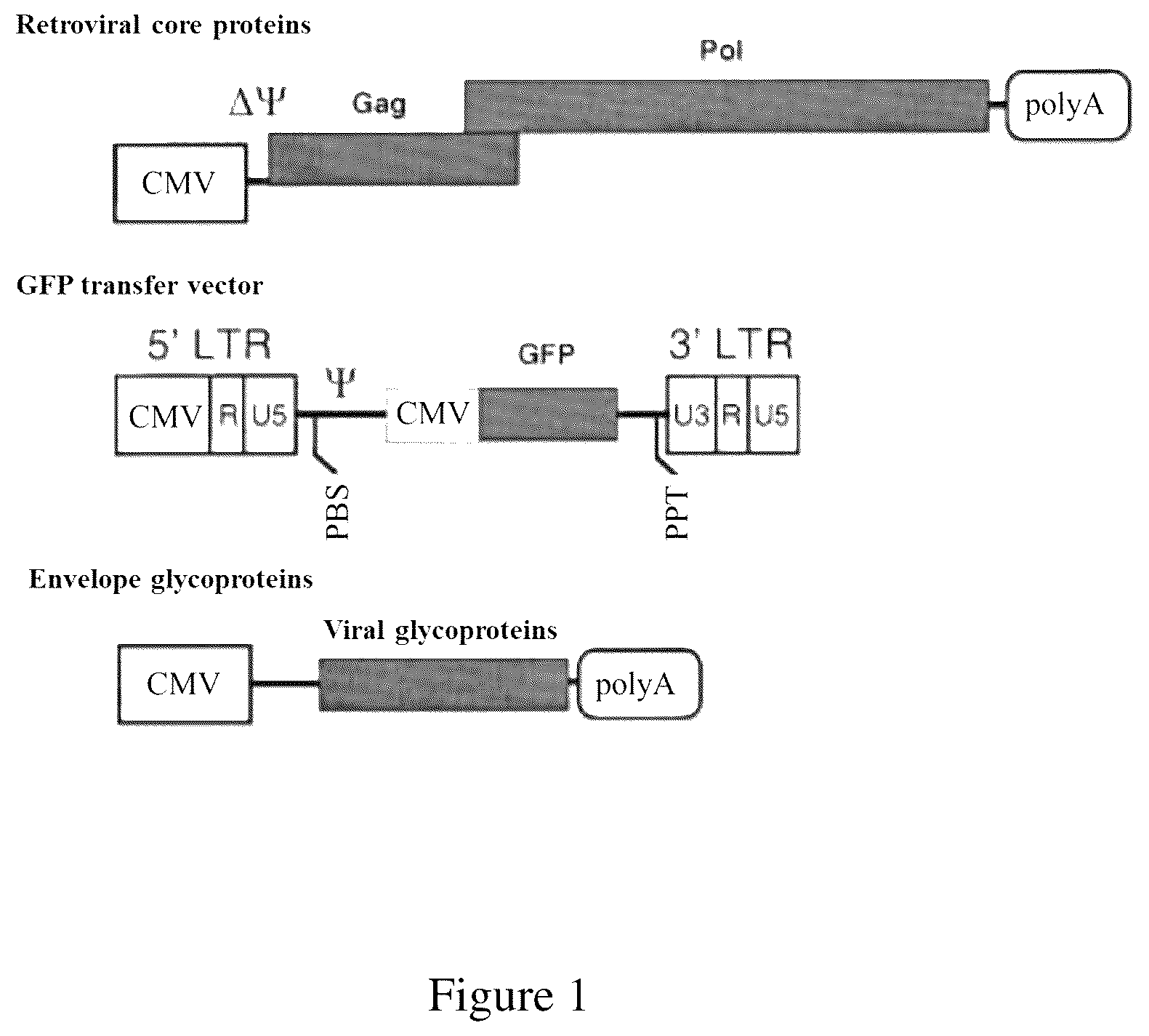 Patent US12599661 Figure 1 – Immunogenic compositions of hepatitis c virus and uses thereof