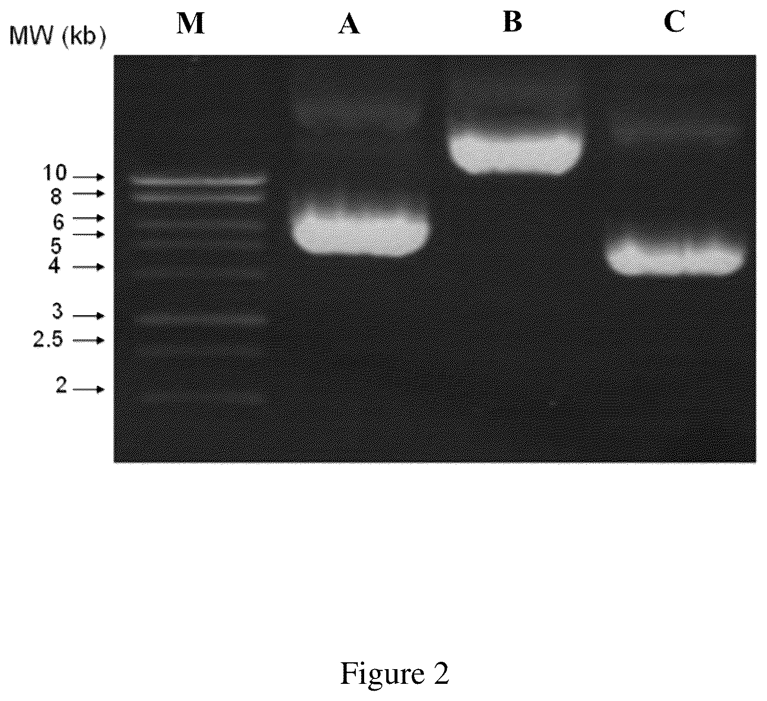 Patent US12599661 Figure 2 – Immunogenic compositions of hepatitis c virus and uses thereof
