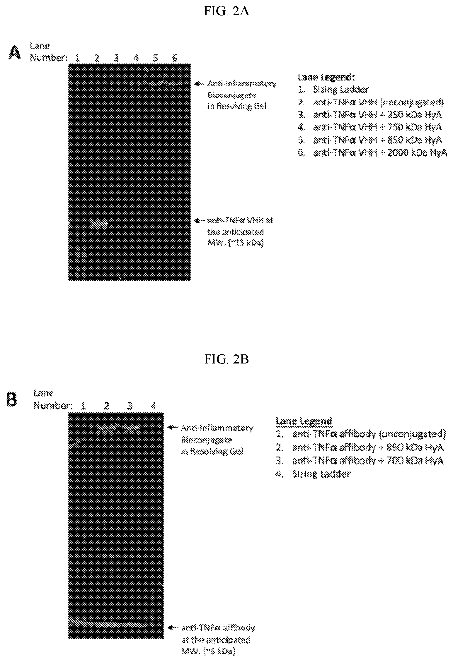 Patent US12599663 Figure 2 – Multivalent peptide conjugates for sustained intra-articular treatment of joint inflammation