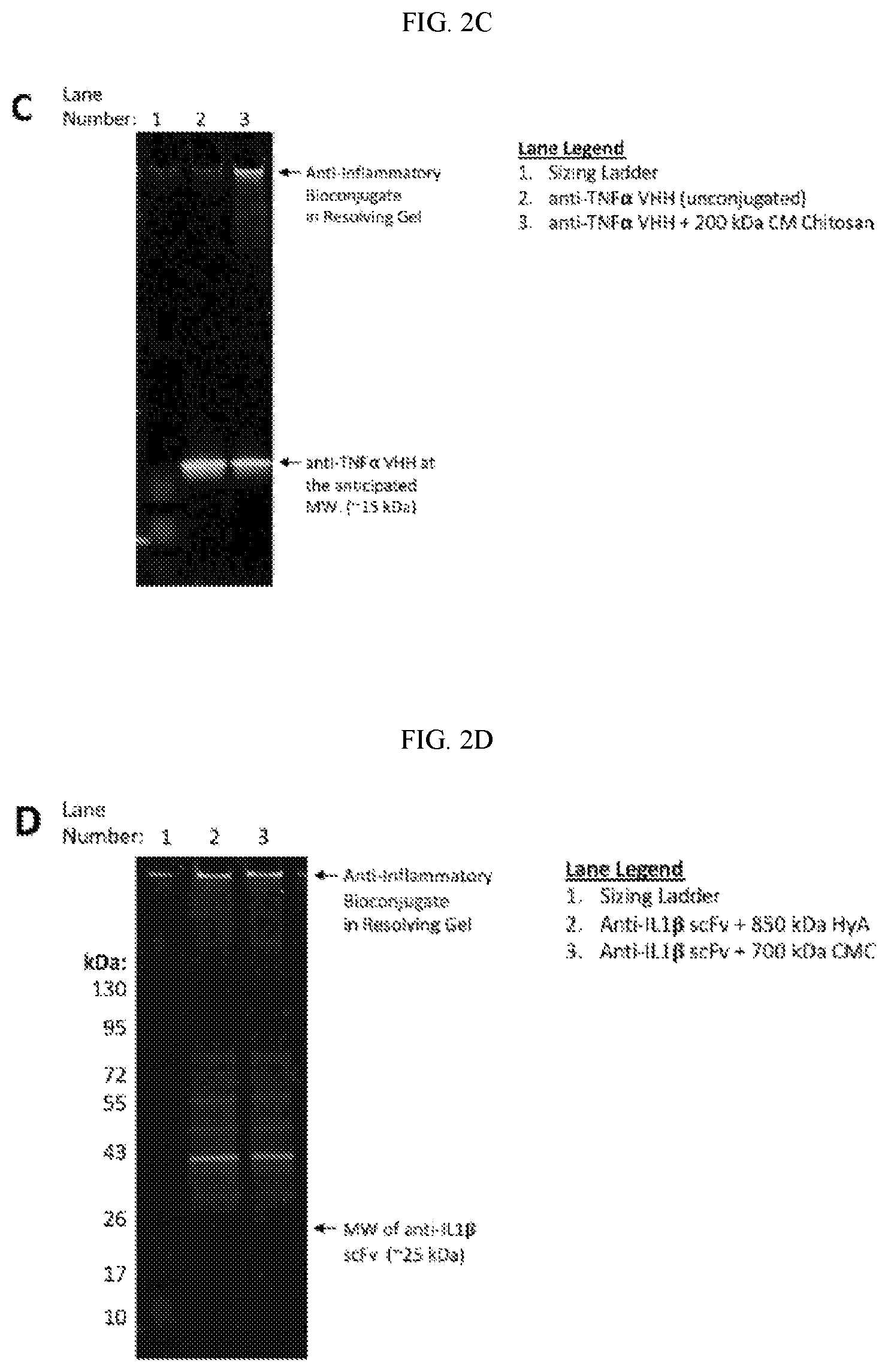 Patent US12599663 Figure 3 – Multivalent peptide conjugates for sustained intra-articular treatment of joint inflammation