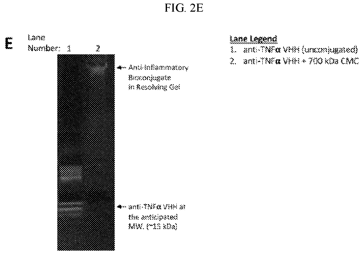 Patent US12599663 Figure 4 – Multivalent peptide conjugates for sustained intra-articular treatment of joint inflammation