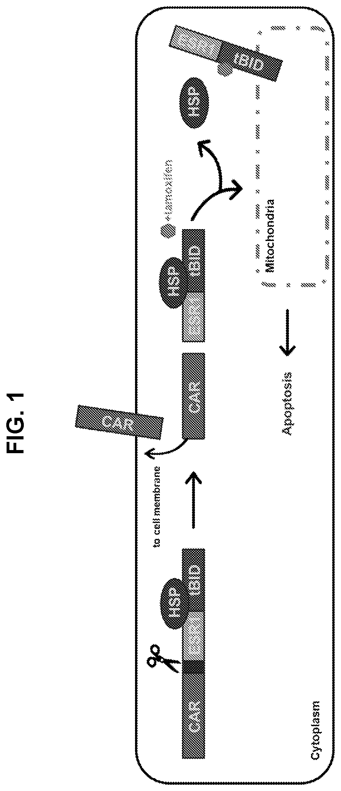 Patent US12599665 Figure 1 – Gene fusions for control of genetically modified cells