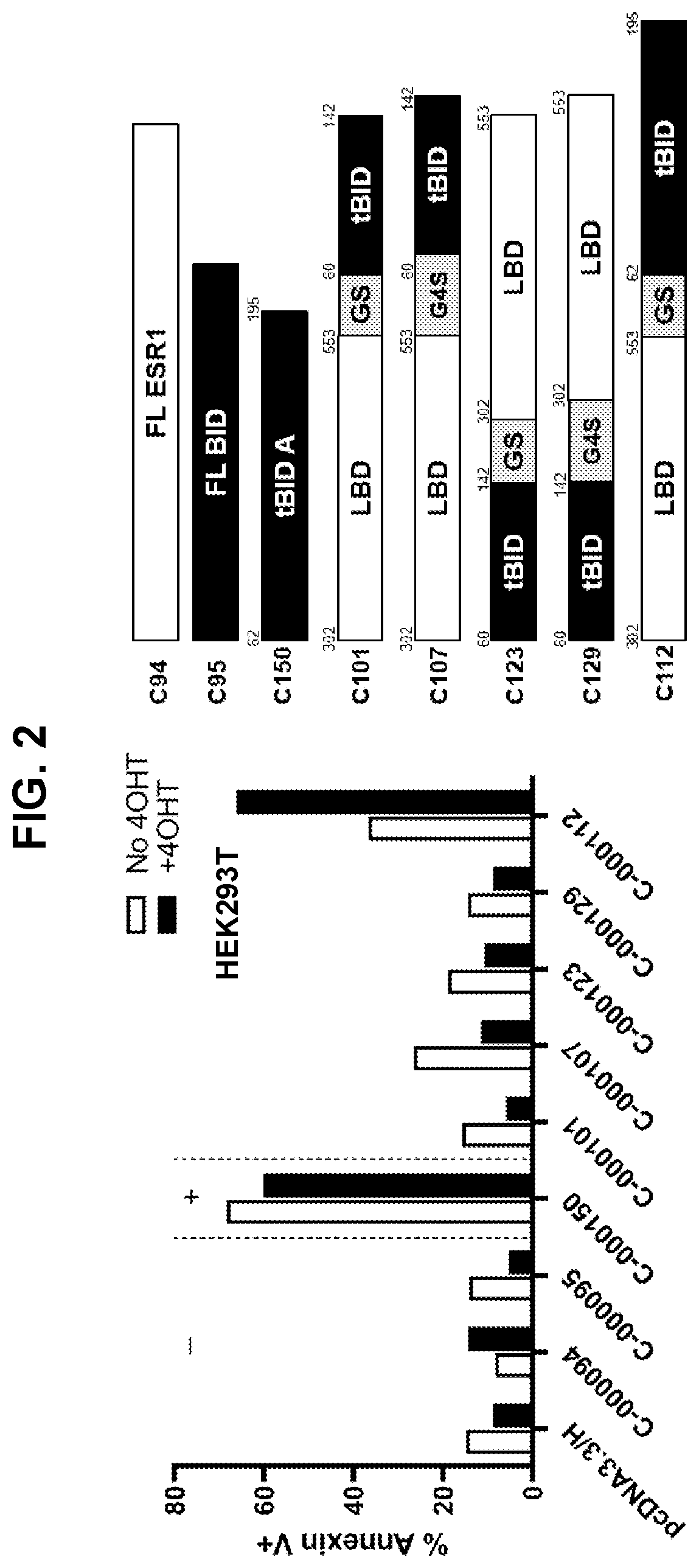 Patent US12599665 Figure 2 – Gene fusions for control of genetically modified cells