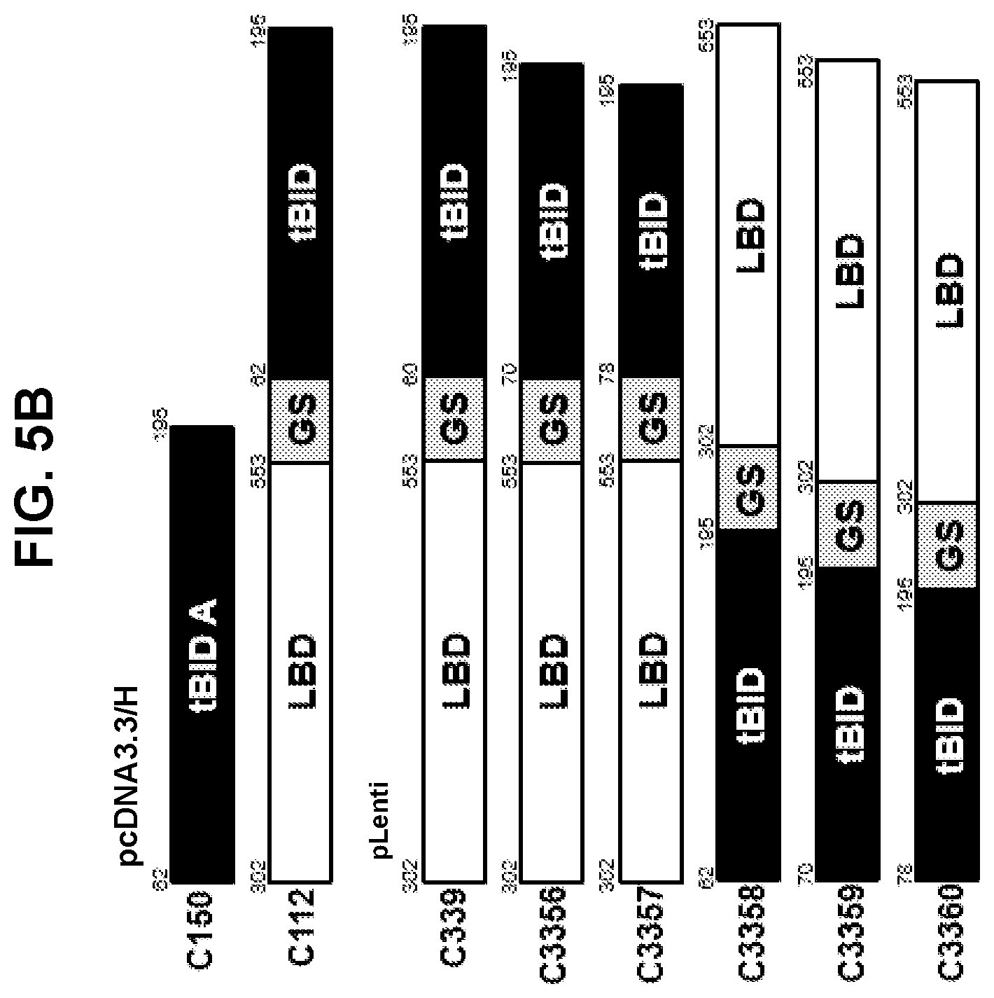 Patent US12599665 Figure 7 – Gene fusions for control of genetically modified cells
