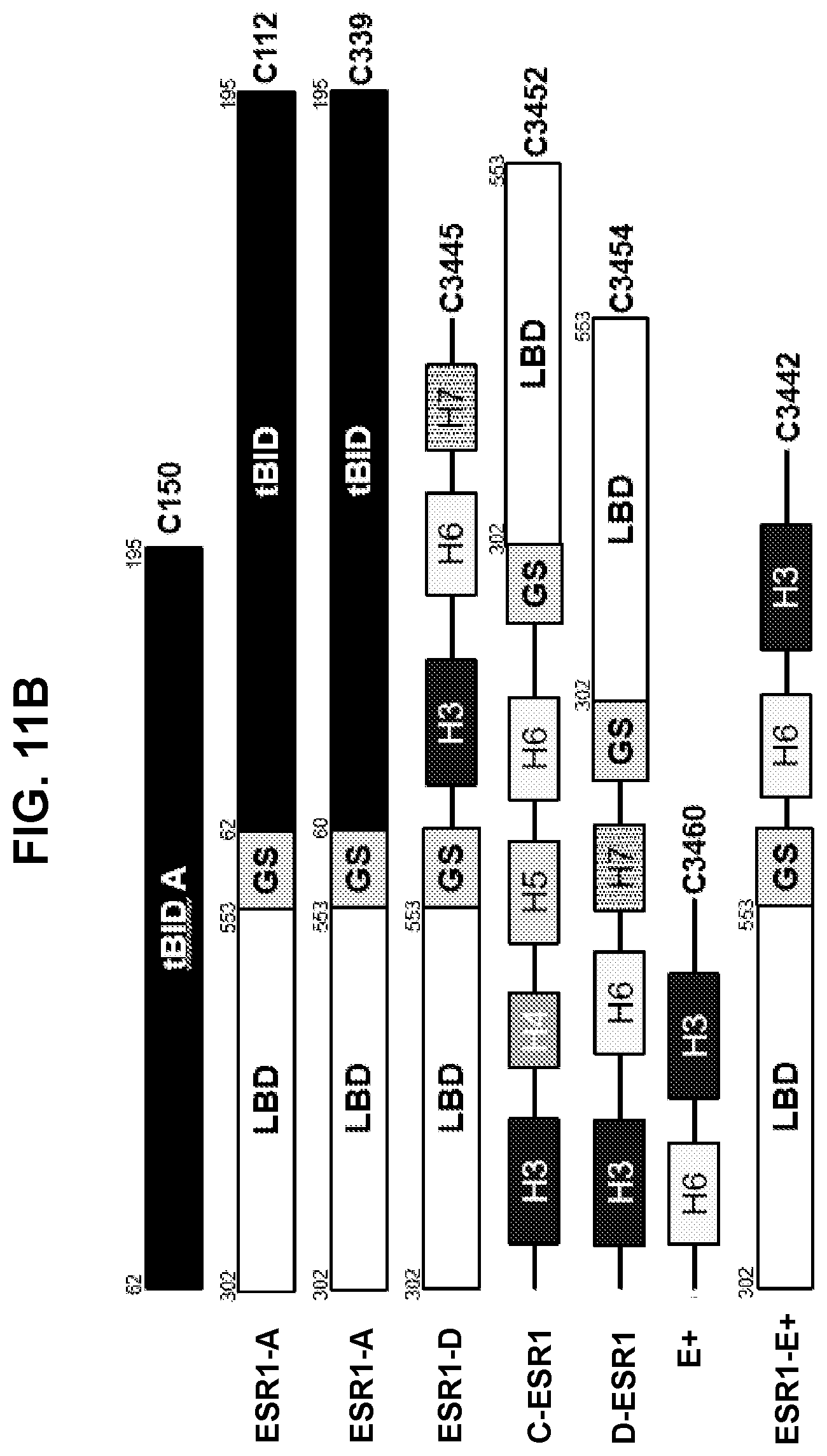Patent US12599665 Figure 14 – Gene fusions for control of genetically modified cells