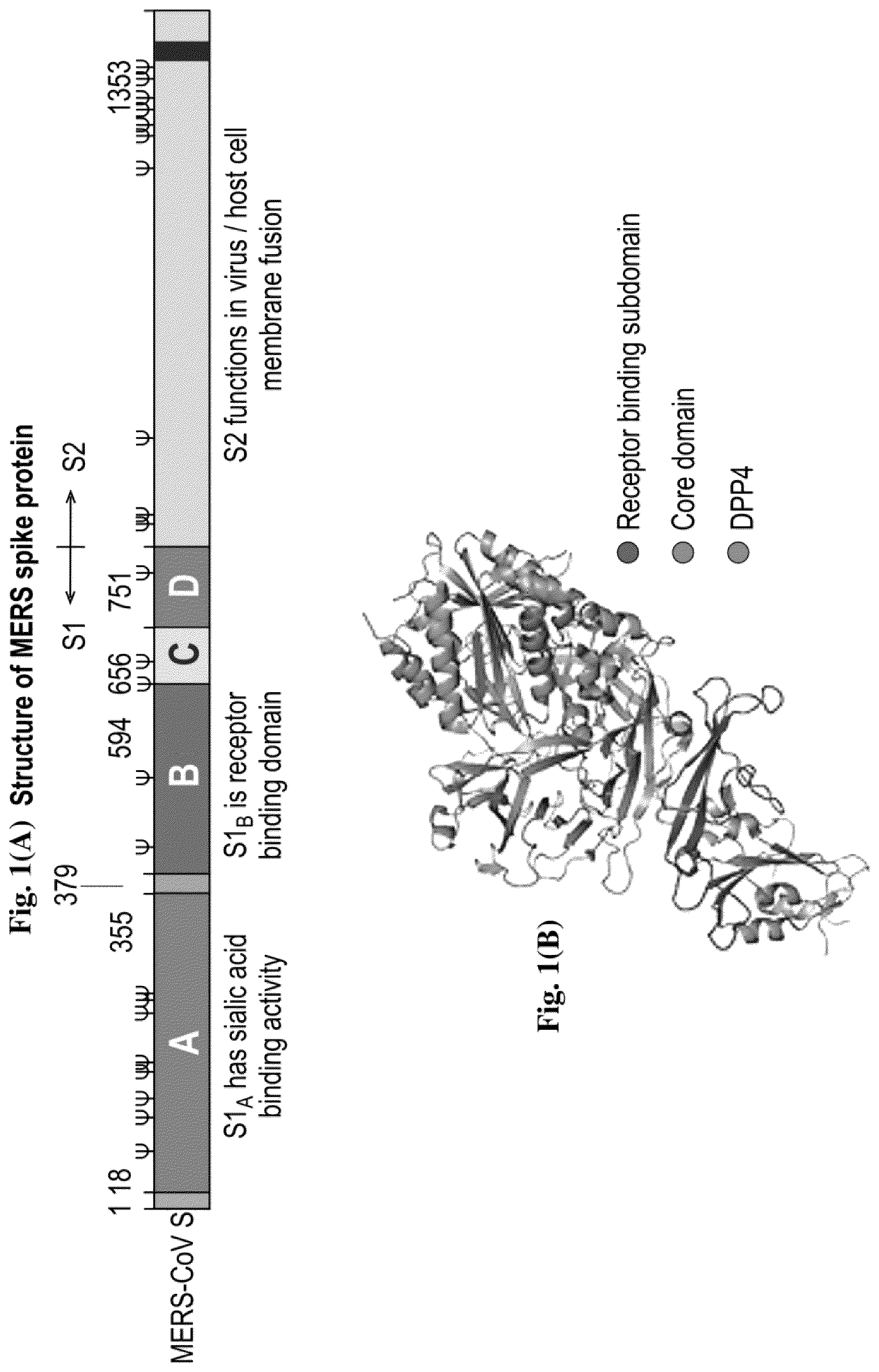 Patent US12599668 Figure 1 – Antibodies