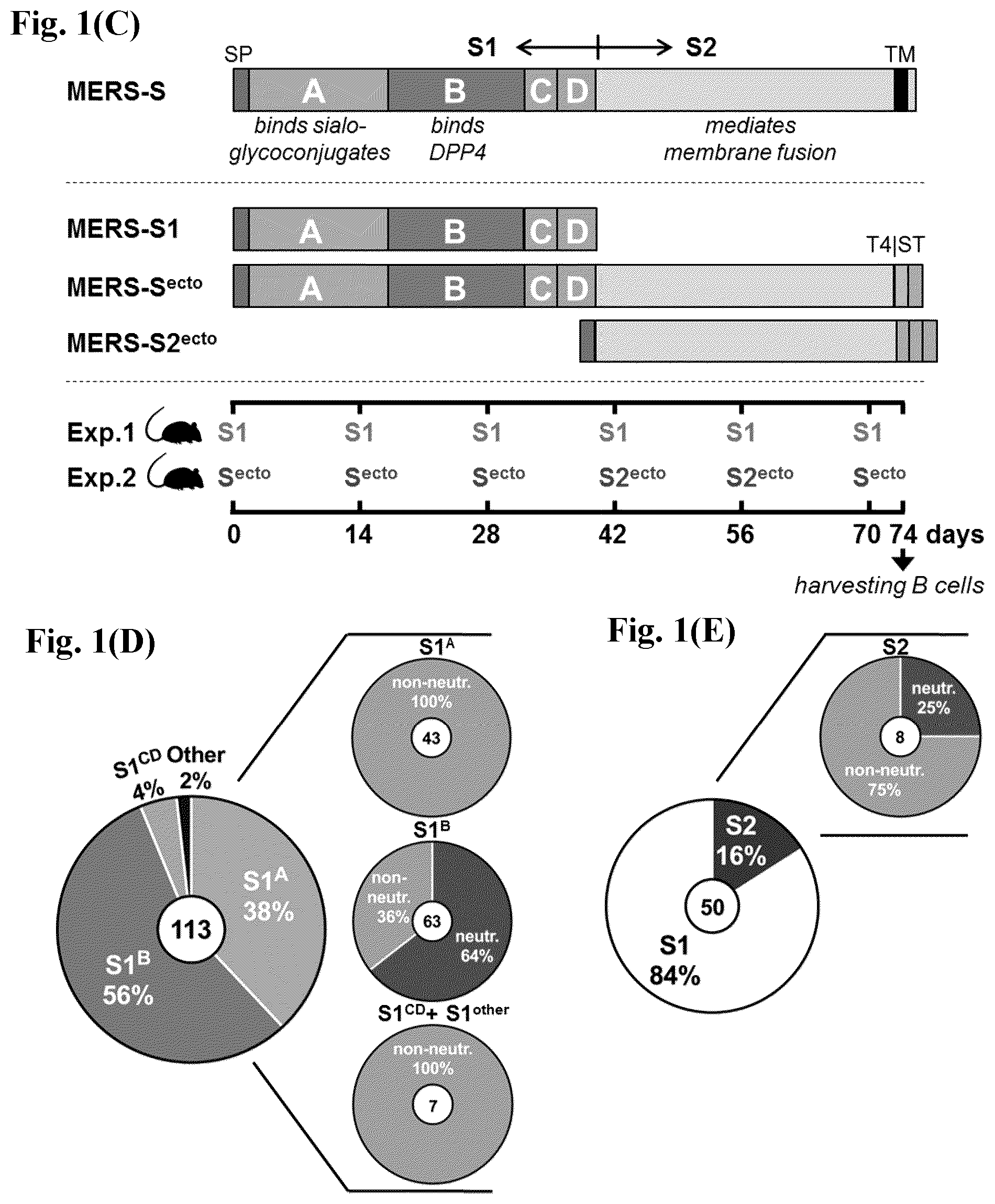 Patent US12599668 Figure 2 – Antibodies