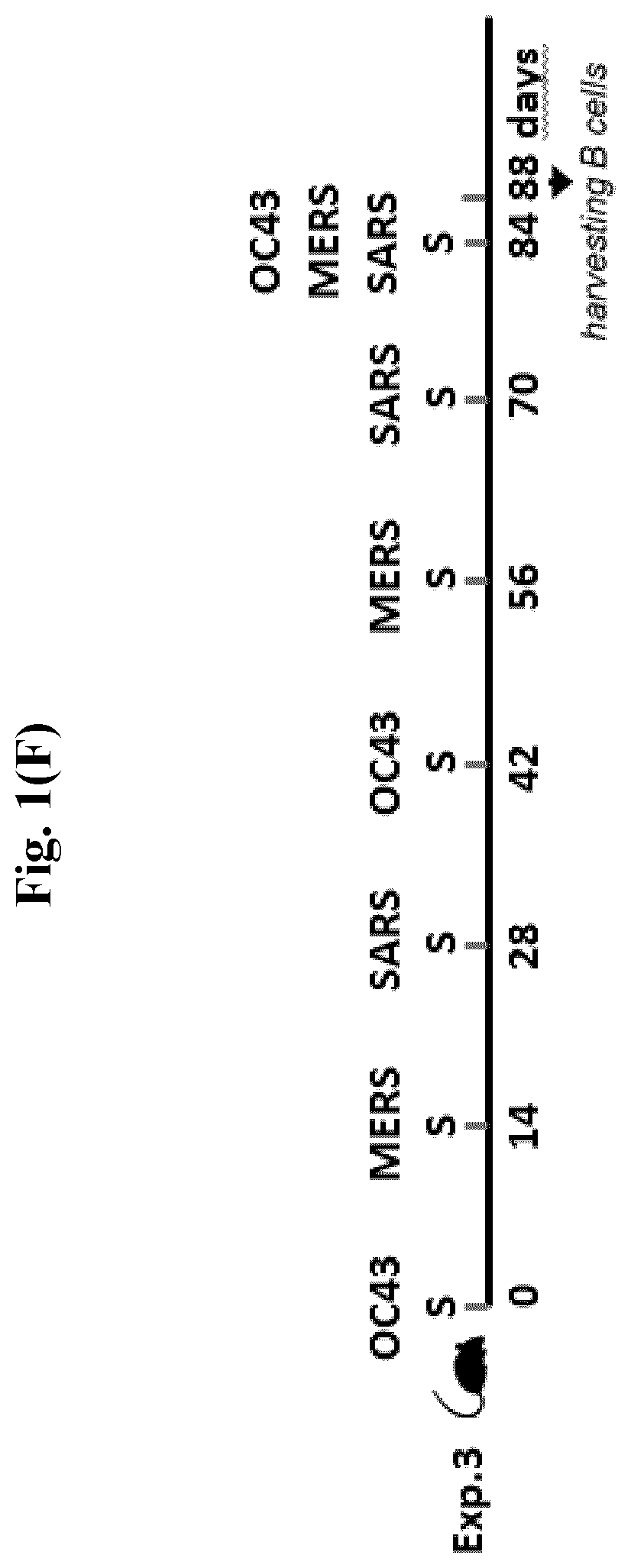 Patent US12599668 Figure 3 – Antibodies