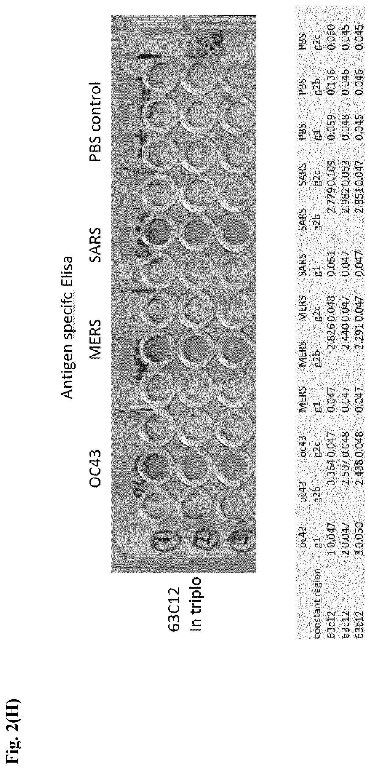 Patent US12599668 Figure 15 – Antibodies
