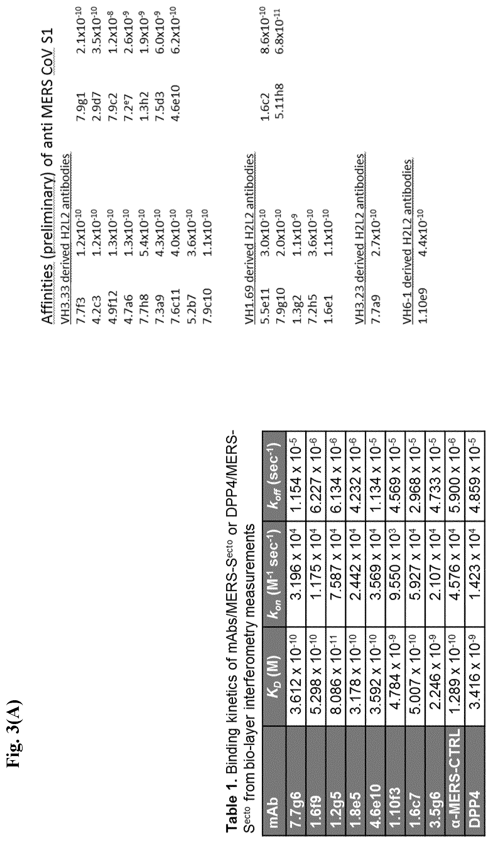 Patent US12599668 Figure 16 – Antibodies