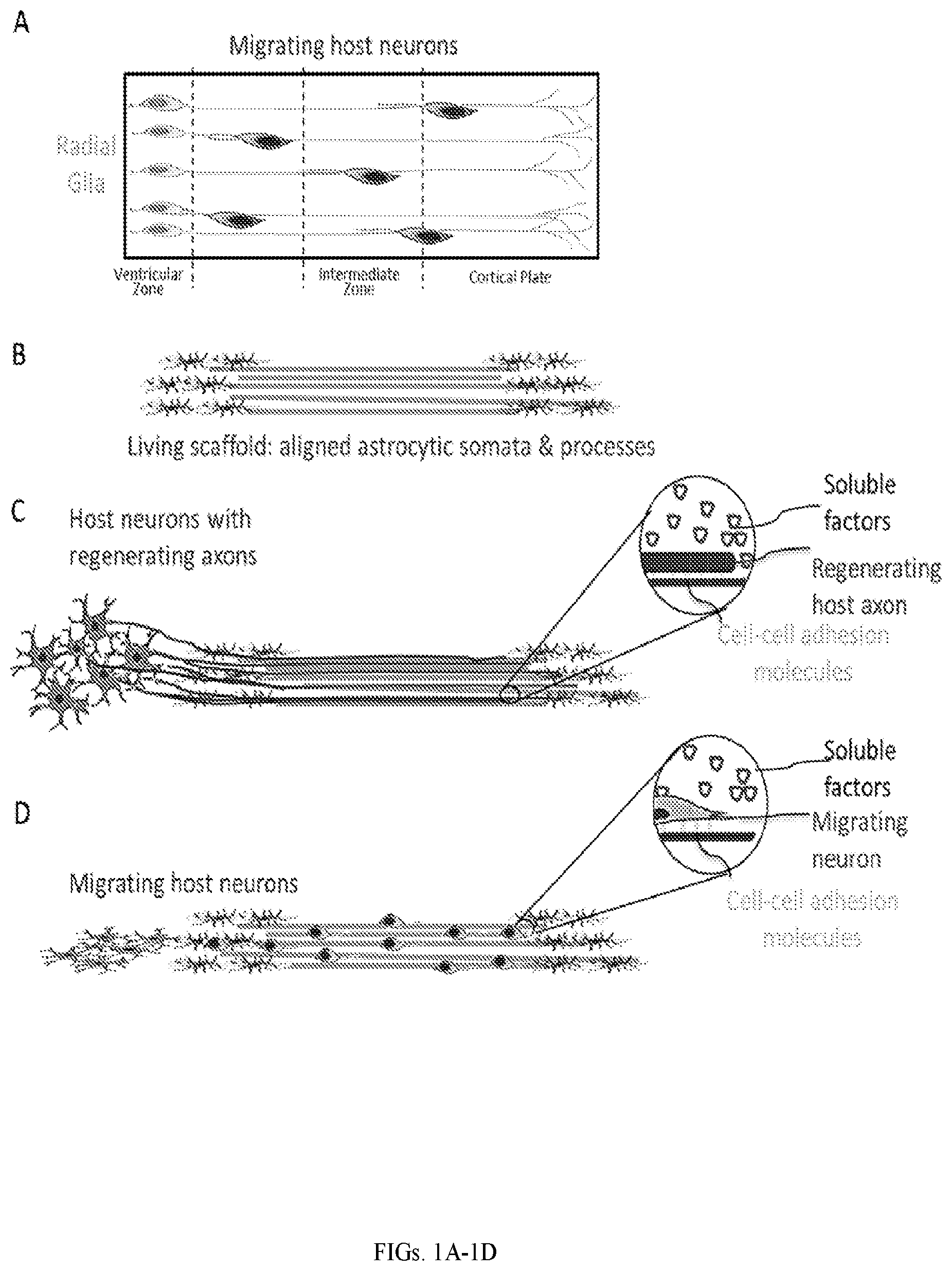 Patent US12599670 Figure 1 – Composition comprising three-dimensional astrocyte bundles of bi-polar and aligned astrocyte processes and a method of making thereof