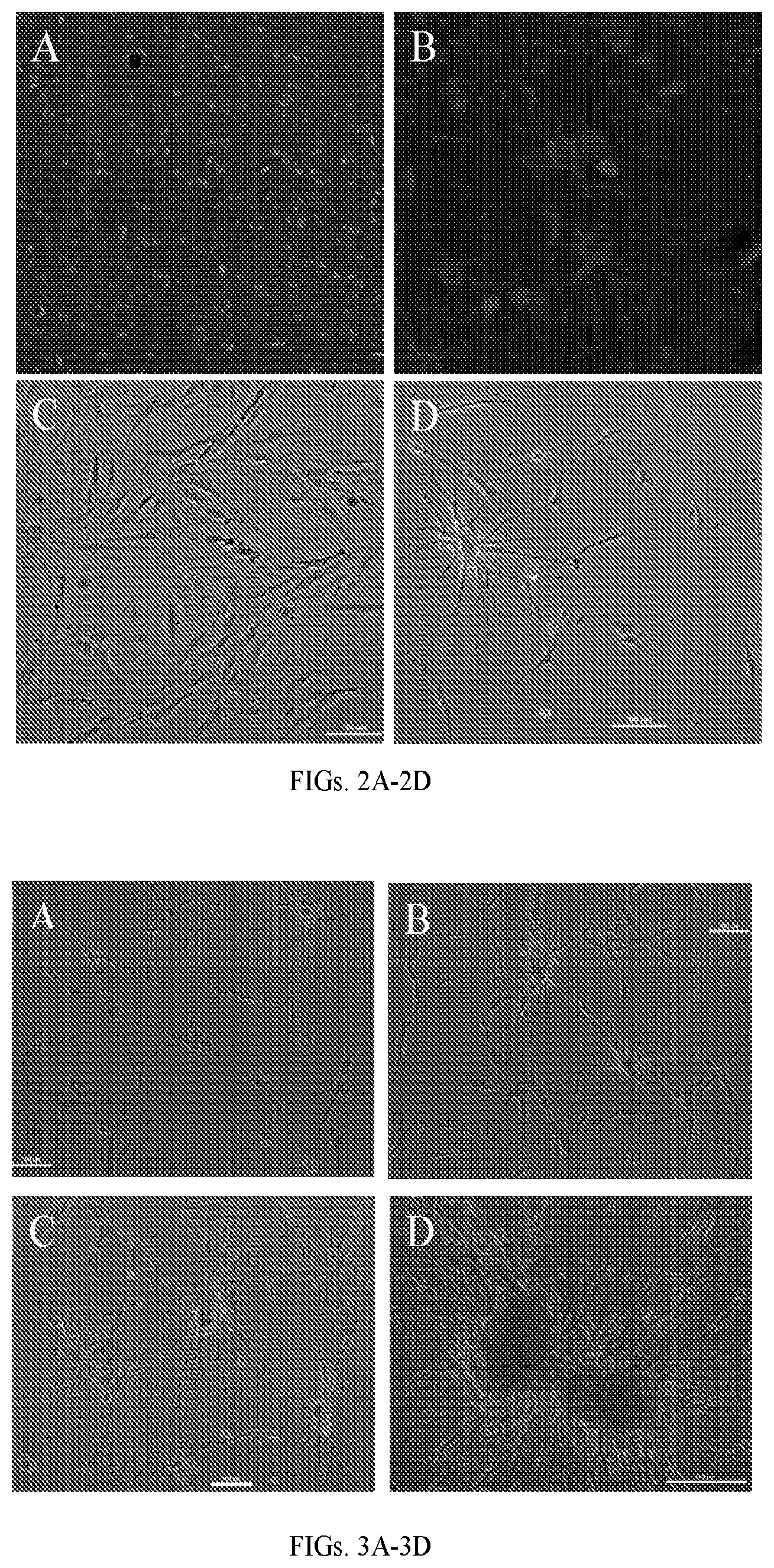 Patent US12599670 Figure 2 – Composition comprising three-dimensional astrocyte bundles of bi-polar and aligned astrocyte processes and a method of making thereof